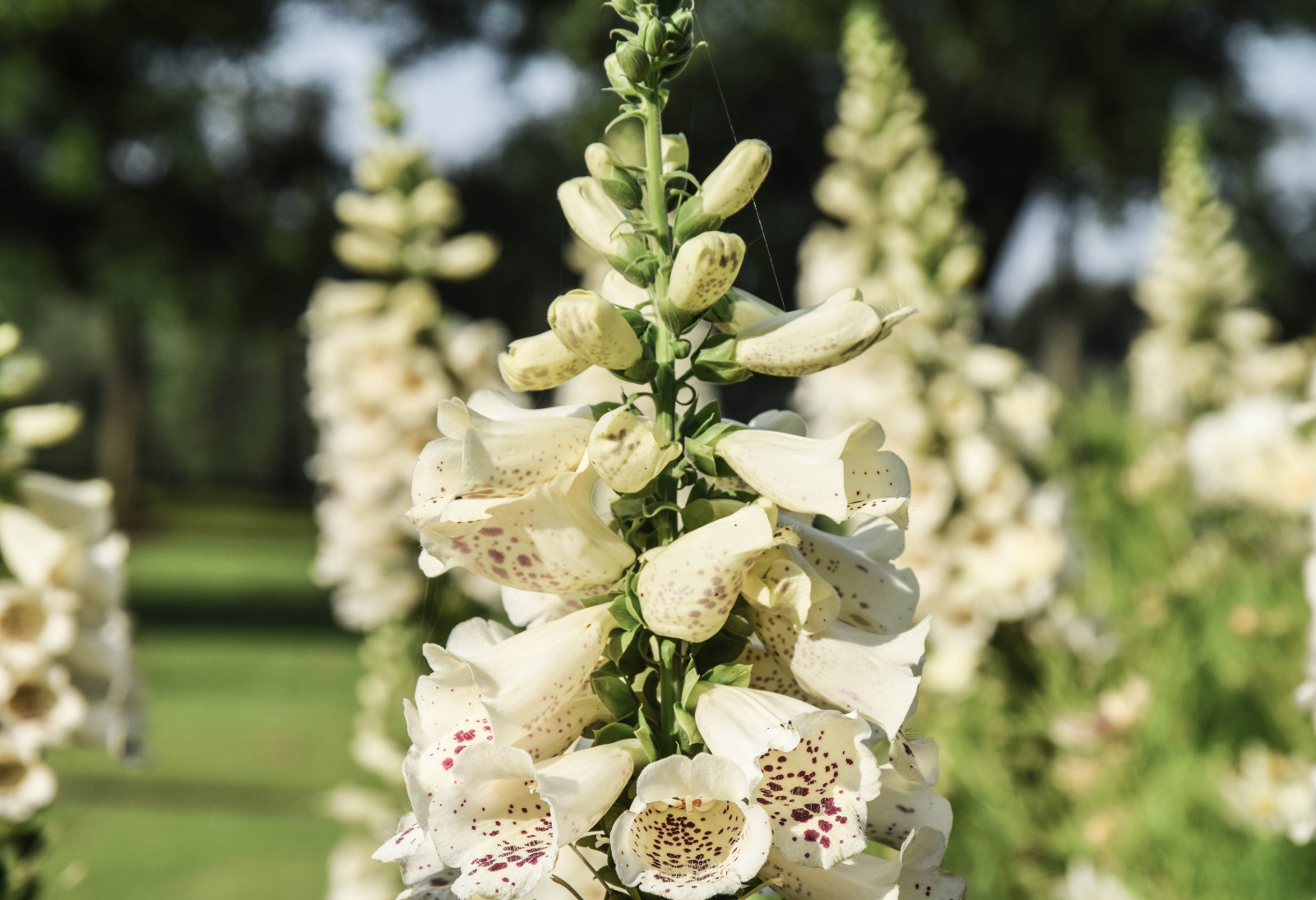 květiny, zahrada, Příroda, tráva, nebe, park, zelená, letní, květ, Švédsko, Evropa, jaro, květ, rostlina, venkovní, flóra, nebe, sk ne, moln, Malmo, Pildammsparken, botanika, suchozemská rostlina, kvetoucí rostlina, floristika, kytice, aranžování květin, květinový vzor, ulička