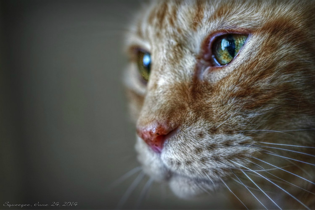 Wallpaper : neverthesame, squeegee, squeeks, cat, pet, feline