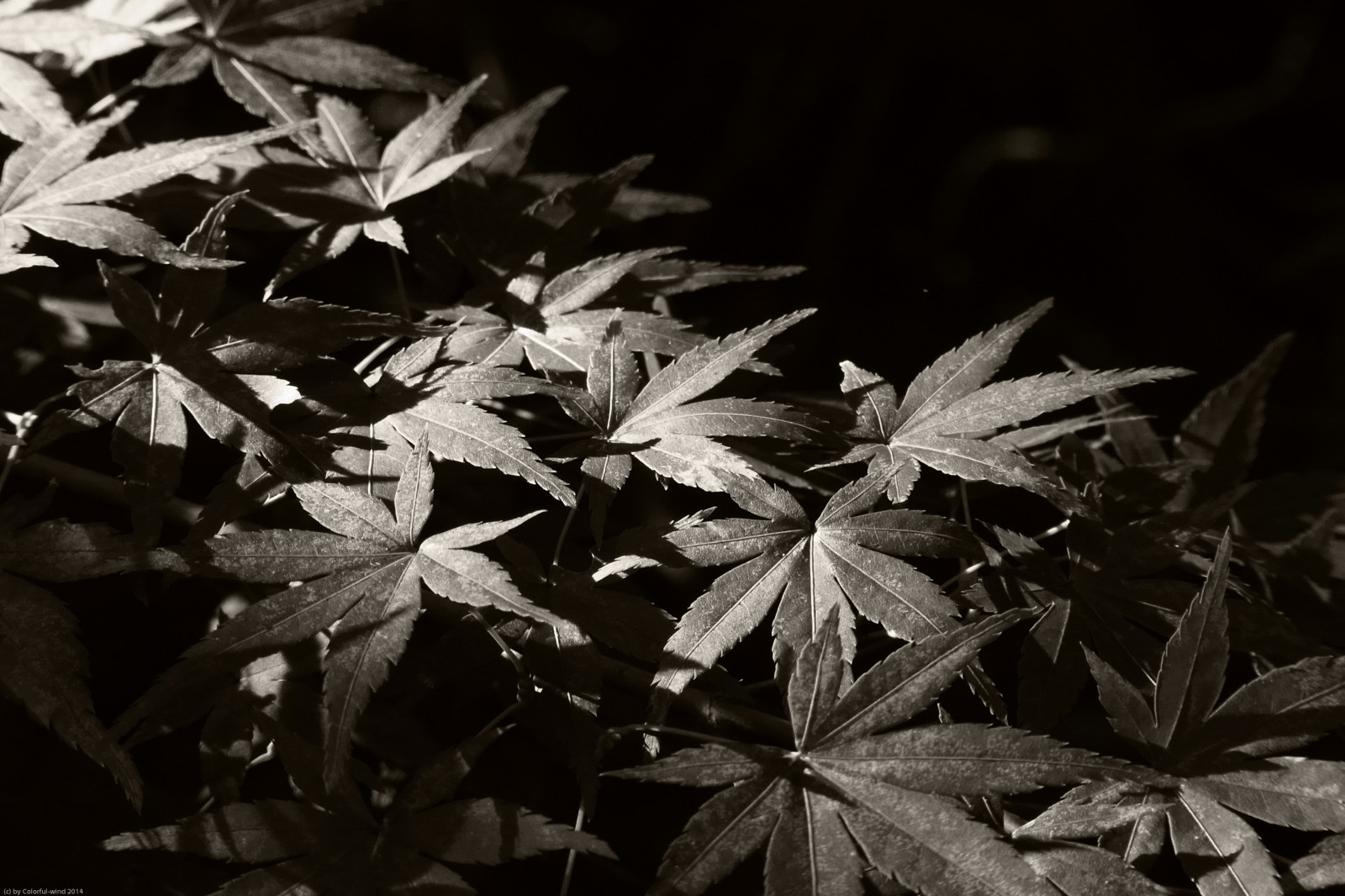 podzim, světlo, stín, Černý a bílý, tělesné, slunce, bílý, rostlina, Černá, strom, podzim, Příroda, Japonsko, Černá bílá, list, vzduch, ricoh, 2014, GXR