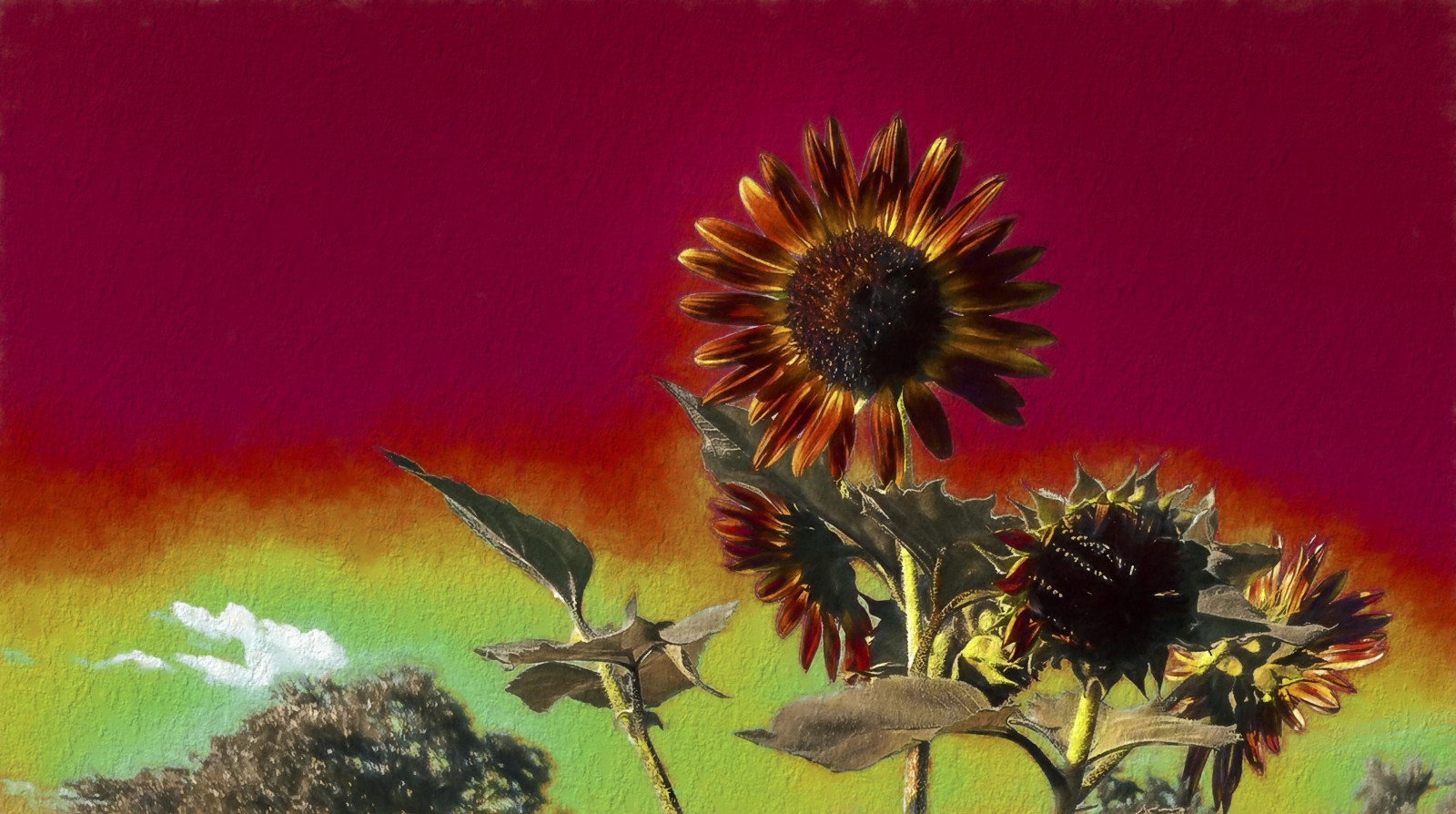 květ, slunečnice, kvetoucí rostlina, nebe, malování, zátiší fotografování, rostlina, slunečnicové semeno, počítač tapeta, stálý život, daisy rodina, okvětní lístek