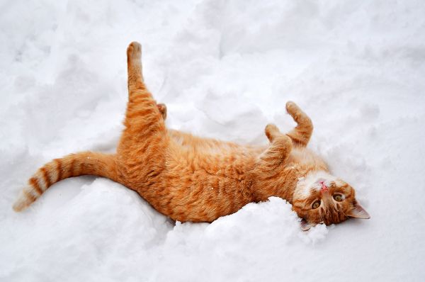 cat, lies, nature, snow, winter, skin
