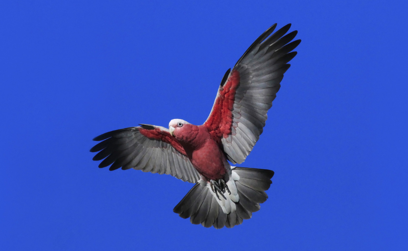 ráno, mužský, Příroda, detailní, inflight, jaro, Volně žijících živočichů, ngc, Papoušek, Austrálie, modrá obloha, Victoria, npc, influenza, Galah, ptáčník, Cacatua, makrofotografie, Eolophusroseicapillus, closetonature, concordians, Candlebarkpark