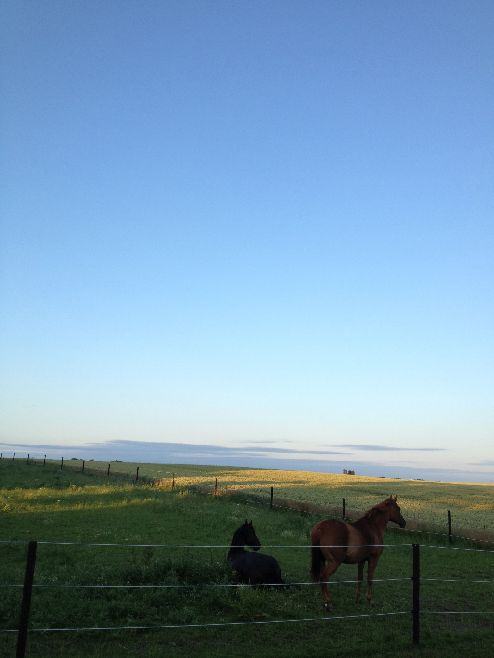 paesaggio, animali, tramonto, collina, cavallo, erba, campo, azienda agricola, orizzonte, altopiano, steppa, montagna, prateria, pascolo, agricoltura, prato, pianura, prateria, ranch, area rurale, habitat, ambiente naturale, ecosistema, pascolo