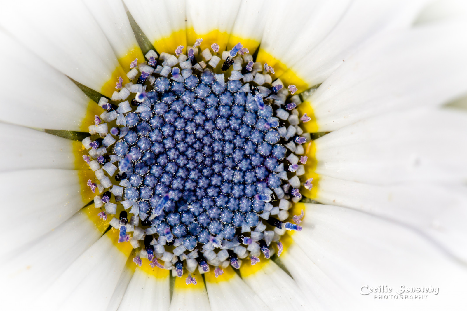 květiny, fotografování, detailní, makro, hmyz, žlutý, Kánon, Lístky, pyl, červen, Oslo, květ, rostlina, slunečnice, flóra, Botanická zahrada, okvětní lístek, canon5dmarkiii, markiii, vyrobit, suchozemská rostlina, kvetoucí rostlina, zblízka, makro fotografie, závod stonek, daisy rodina, slunečnicové semeno, ef100mmf28lmacroisusm, botaniskhage