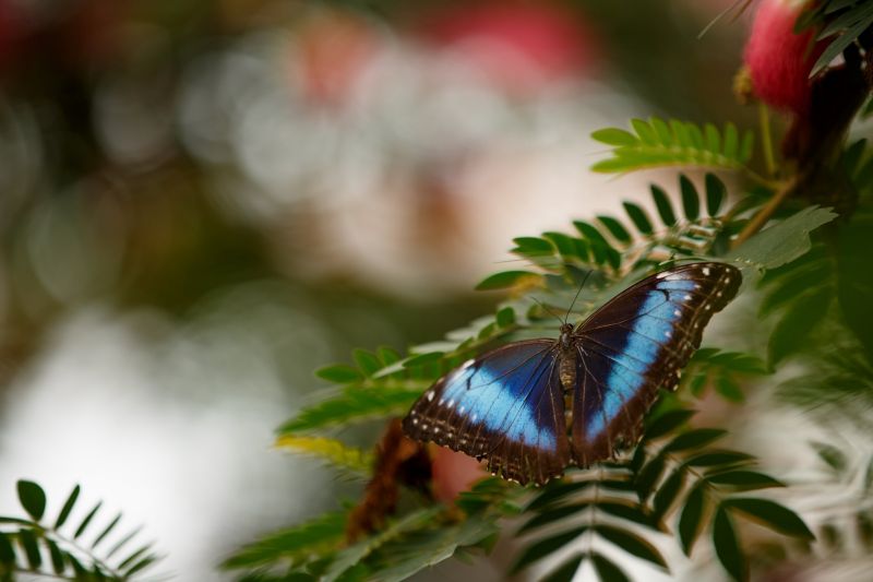leaves, animals, nature, photography, macro, butterfly leaves, animals, nature, photography, macro, butterfly