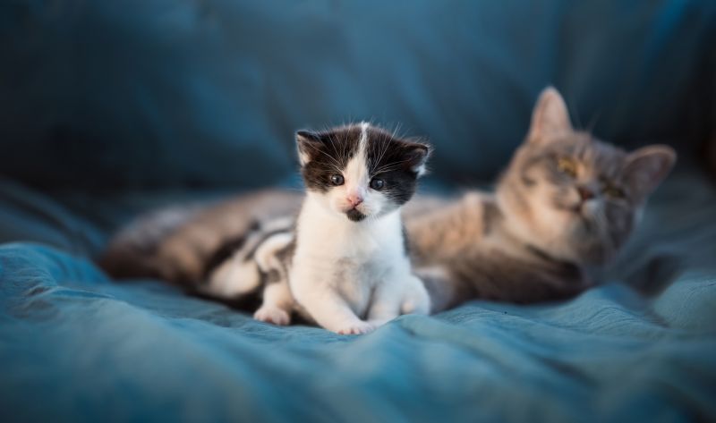 Säugetiere, Katzen, Tiere, Kätzchen Säugetiere, Katzen, Tiere, Kätzchen