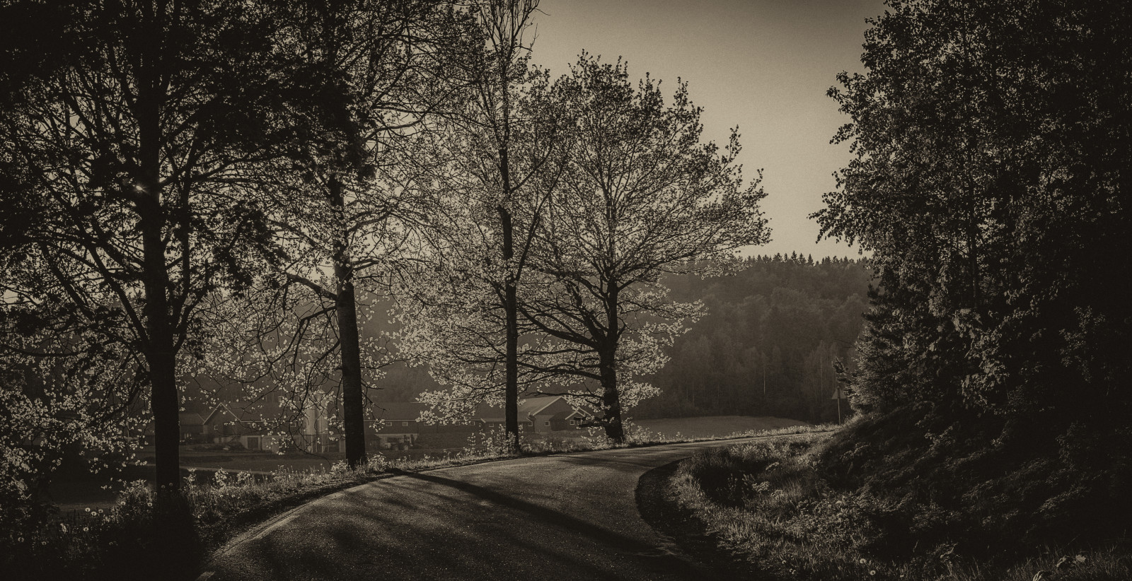 sollys, Skov, monokrom, natur, græs, sne, vinter, afdeling, Norge, aften, morgen, tåge, 35MM, lys, træ, efterår, tåge, blad, vejr, plante, sæson, bw, skov, Zeiss, mørke, fe, a7, skov, levested, naturligt miljø, atmosfærisk fænomen, sort og hvid, monokrom fotografering, vedplante, Vestfold