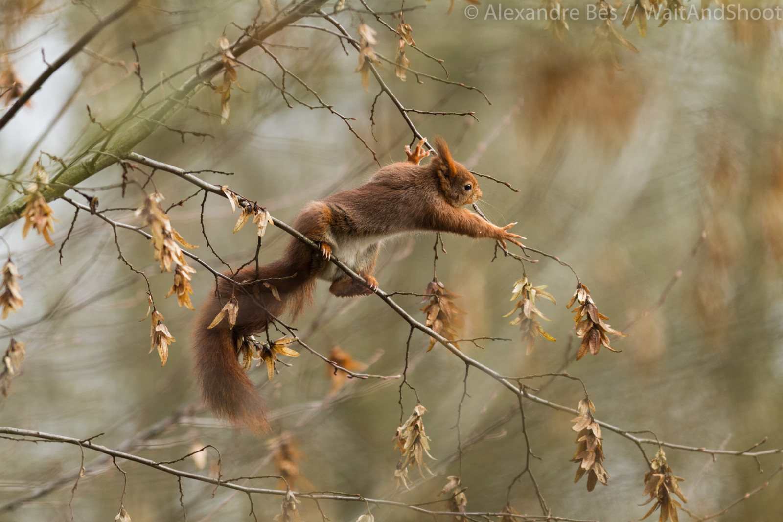 foresta, ritratto, occhi, natura, scoiattolo, ramo, natura, Canone, caccia, Strasburgo, Alsazia, roditore, animale, autunno, foglia, stagione, foto, de, Campione, fauna, mammifero, Profondeur, exterieur, montain, vertebrato, vecchio mondo pigliamosche, mammif re, Ecureuil, Compagnie, bordure