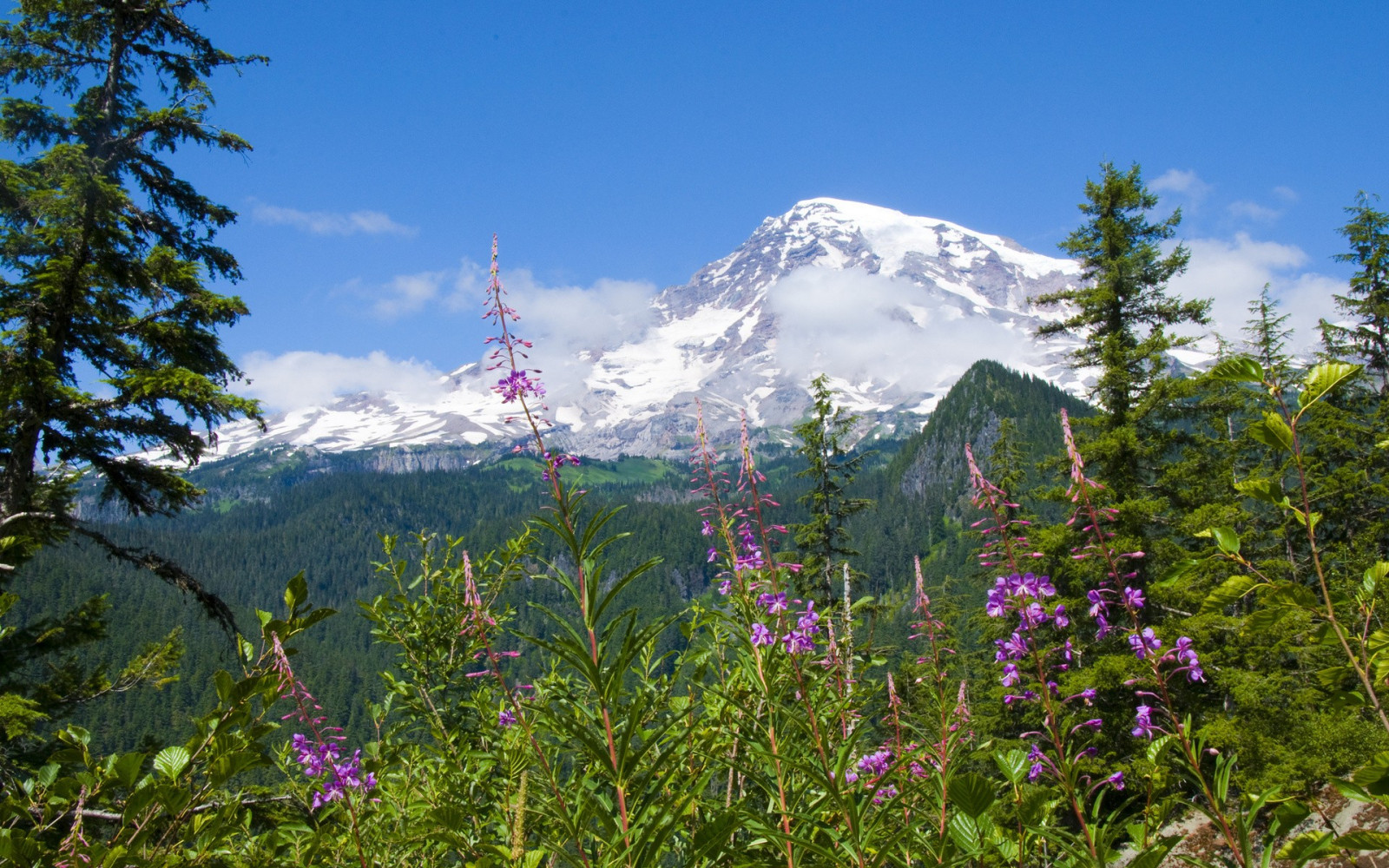krajina, les, hory, Příroda, národní park, divočina, chůze, plošina, hřbet, hora, květ, lučina, flóra, stezka, vegetace, louka, dobrodružství, divoká rostlina, zálesí, prérie, místo výskytu, přírodní prostředí, horských reliéf, landform, geografický rys, ekosystém, pohoří