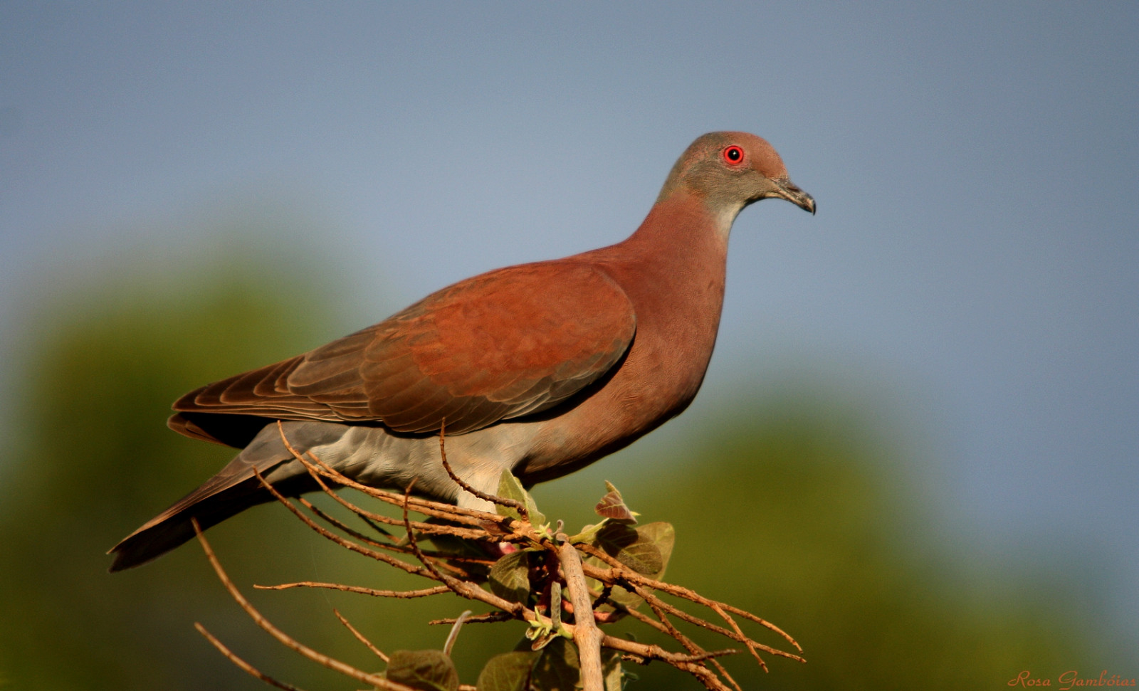 บราซิล, Naturaleza, ธรรมชาติ, นก, Brasil, สัตว์ป่า, สัตว์ป่า, นกพิราบ, natureza, การดูนก, natura, aves, uccelli, การดูนก, Matogrosso, Pantantal, Oiseaux, Pombos, brazilianbirds, vidaselvagem, paleventedpigeon, columbacayennensis, patagioenascayennensis, avesdobrasil, Pombagalega, Rosagamb IAS, rodoviatranspantaneira, columbarufina