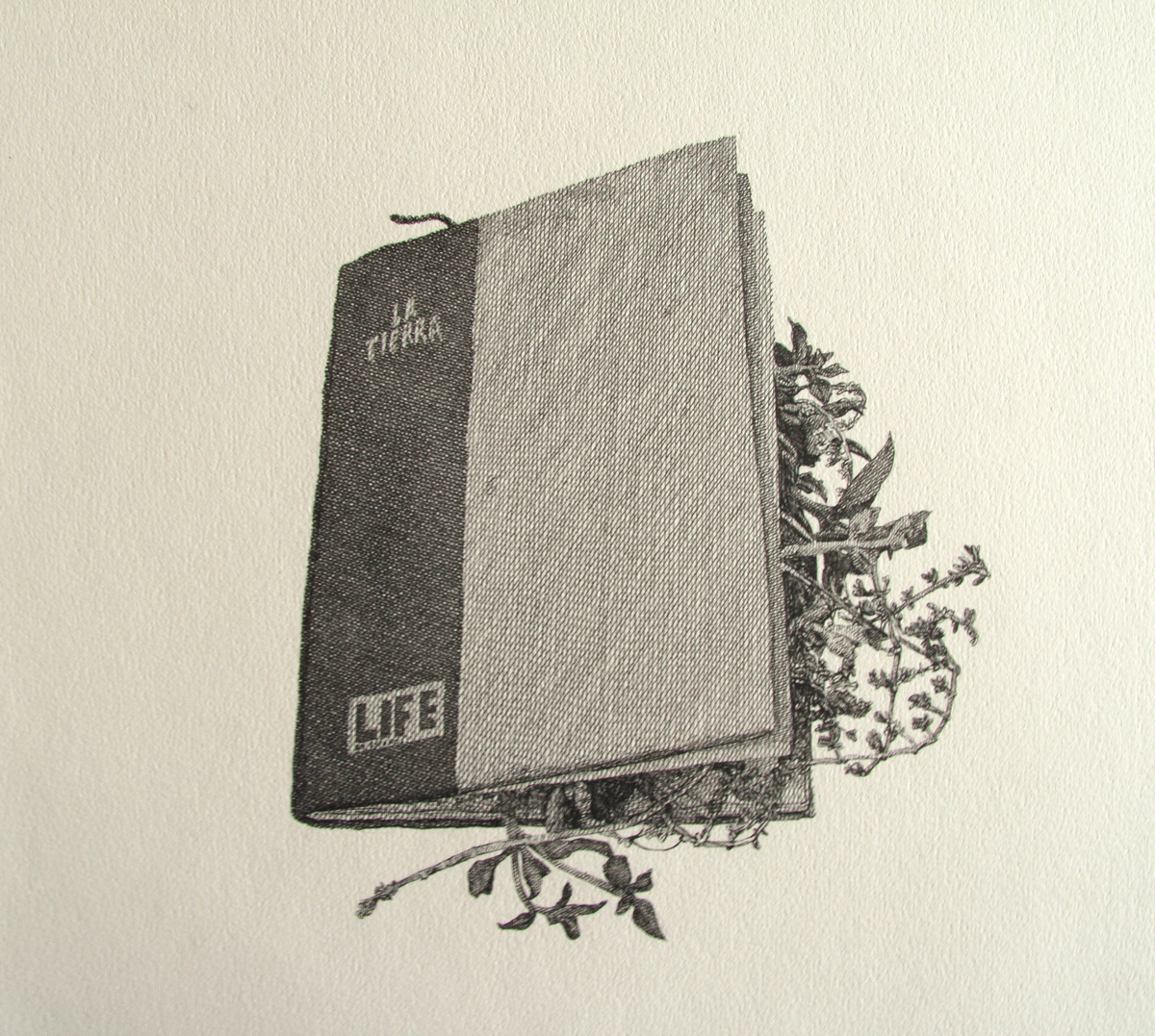 výkres, ilustrace, vzor, Věda, AFA, 2014, UMĚNÍ, galerie, materiál, design, instalace, arte, textil, skica, Estudio, botanika, dibujo, ilustracion, Botanica, Galeria, vědecký, ciencia, instalacion, Chaco, převodovkám fica