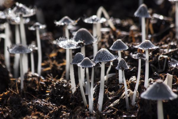 mushrooms,toadstools,gray,foliage