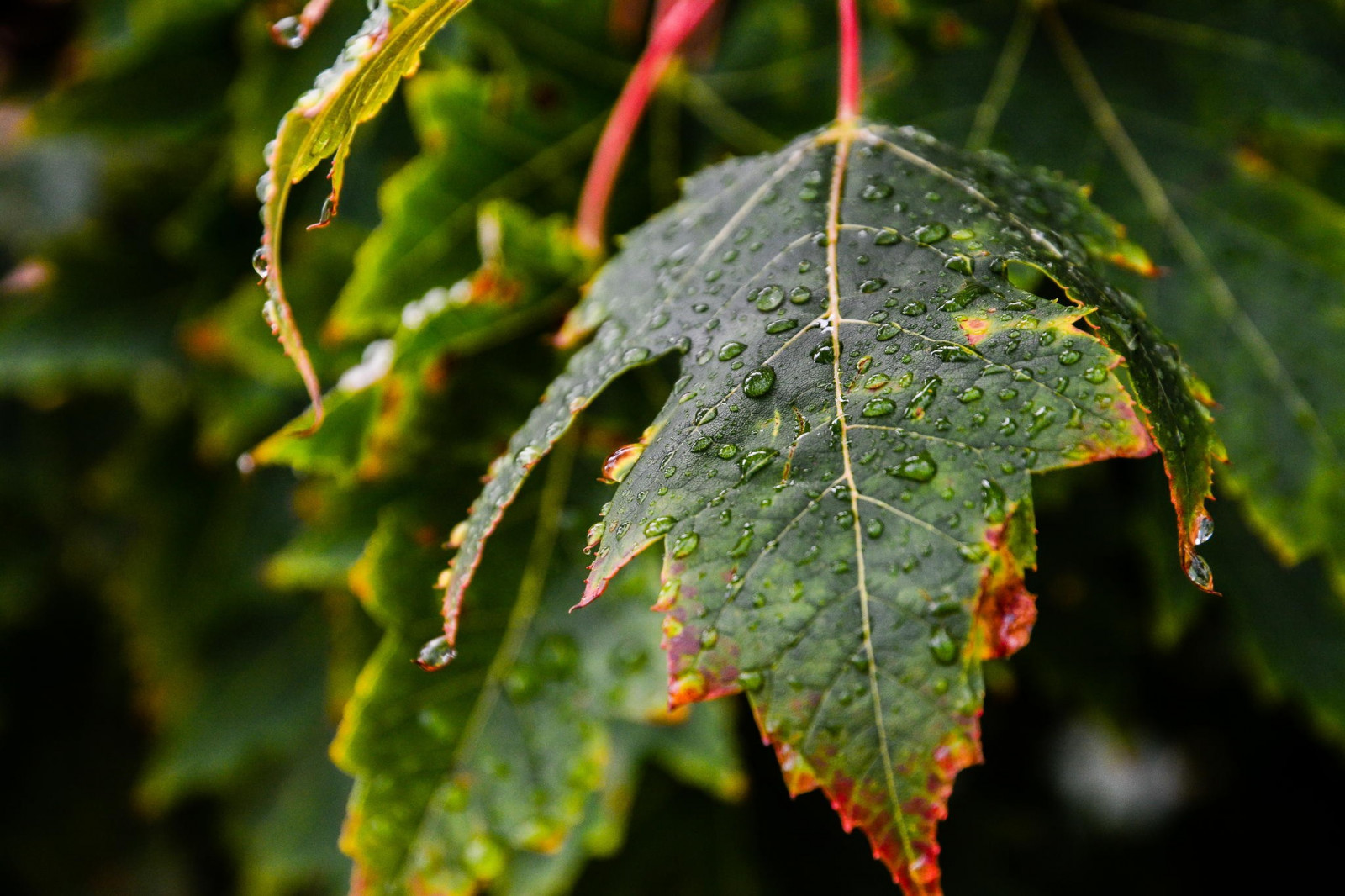 le foglie, profondità di campo, natura, fotografia, gocce d'acqua, macro, ramo, verde, albero, autunno, foglia, fiore, pianta, stagione, botanica, impianto di terra, pianta fiorita, pianta legnosa, arbusto, fotografia macro, deciduo, acero, foglia di acero, foglie di vite