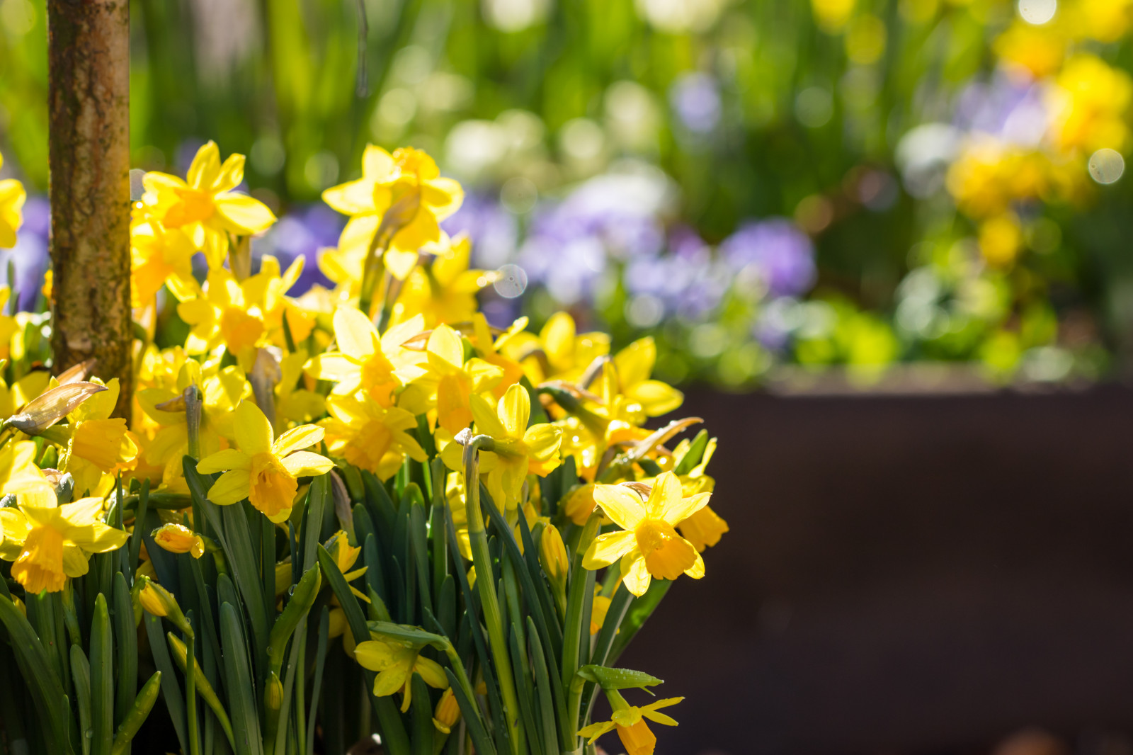 slunečnímu záření, Příroda, tráva, zelená, žlutý, květ, květ, rostlina, narcis, flóra, Blomma, katrinetorp, katrinetorpslanderi, narcis, p sklilja, louka, divoká rostlina, botanika, suchozemská rostlina, kvetoucí rostlina, makro fotografie