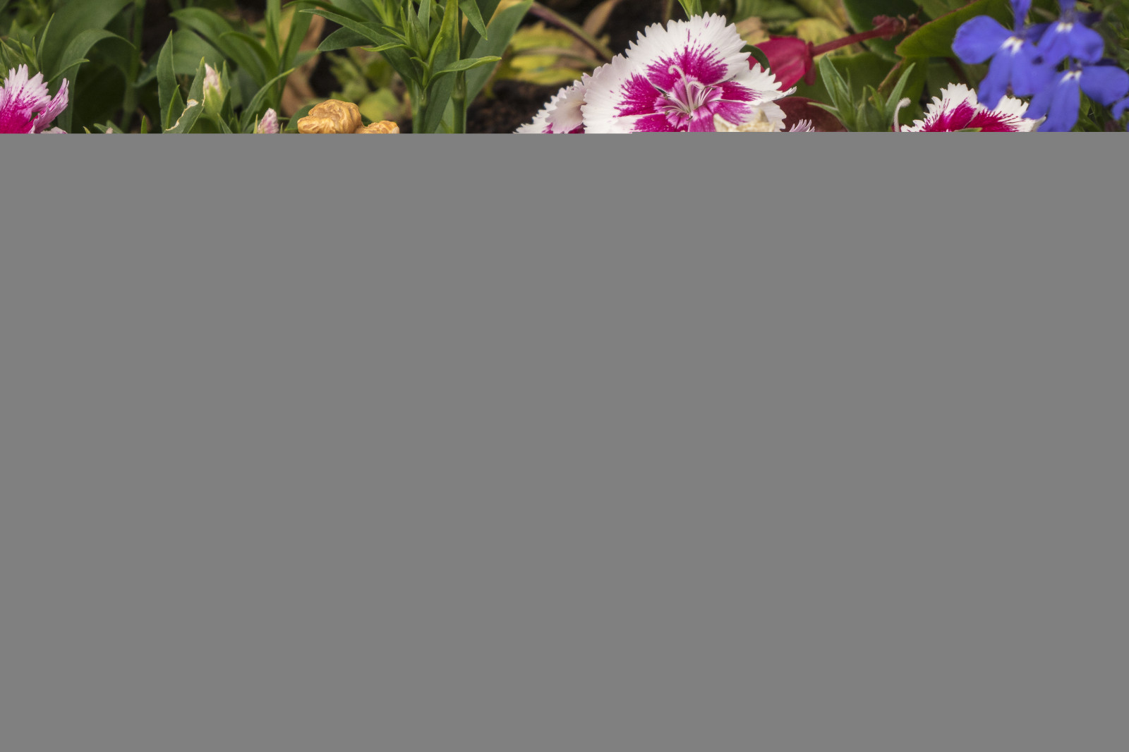 model, květiny, prsa, Hračka, růžový, Vzhled interiéru, purpurová, měřítko, barva, velký, dívka, tvar, čára, Tlustý, Plus, font, džbány, velikost, Tetas, děvče