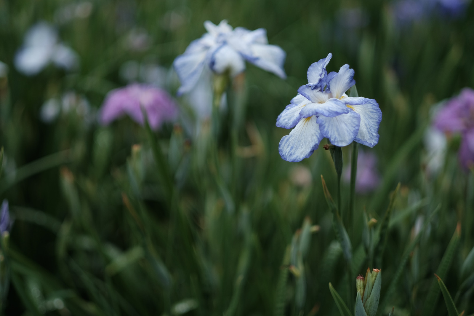 Wallpaper nature, field, blossom, Tokyo, fujifilm, Iris, flower, eye