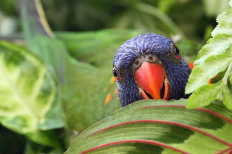 becco, uccello, natura