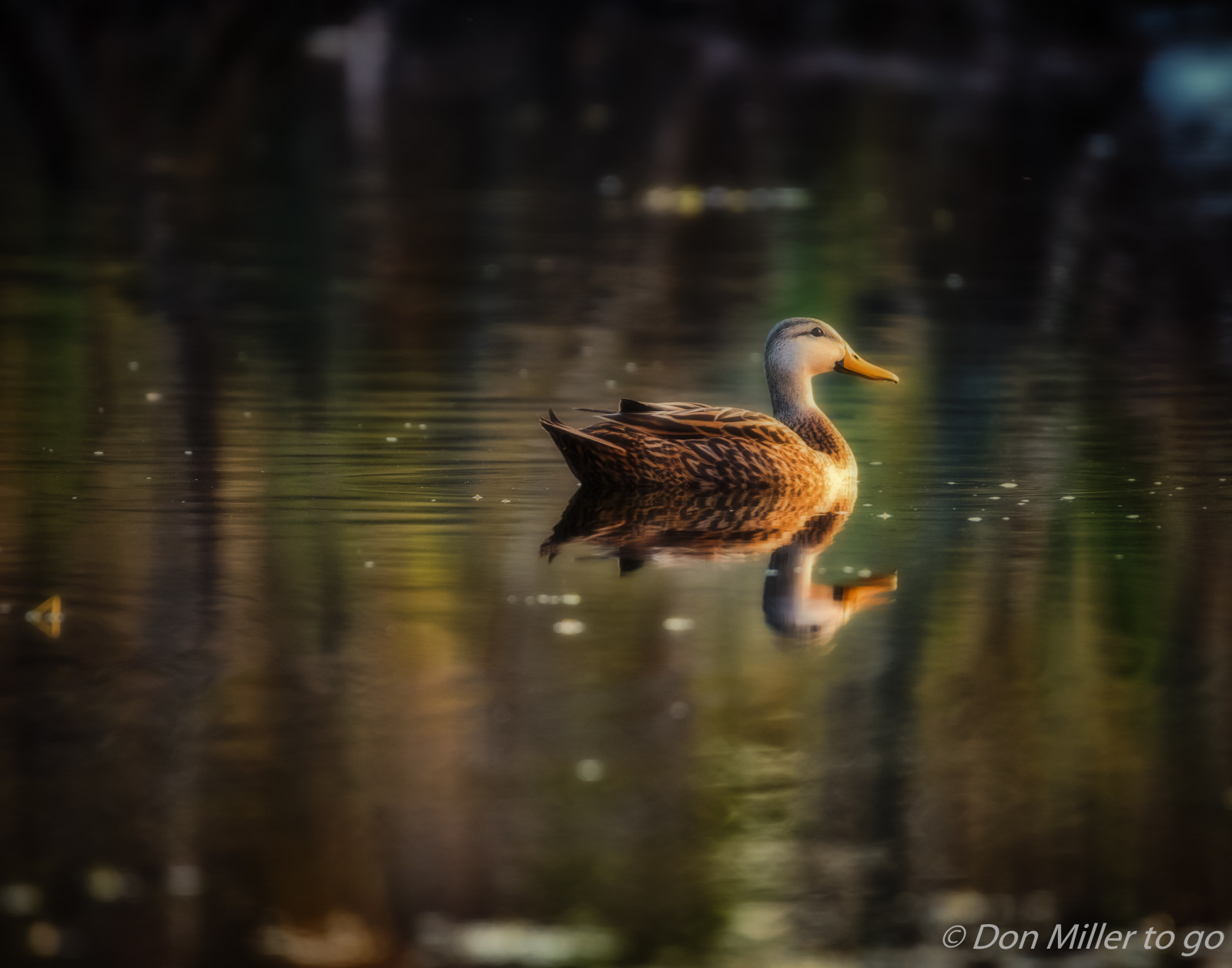 fugle, vand, natur, afspejling, udendørs, morgen, dyreliv, and, Florida, fugl, goldenhour, D810, Fuglekiggeri, onawalk, fauna, vandfugle, hvirveldyr, vand fugl, ducks gæs og svaner