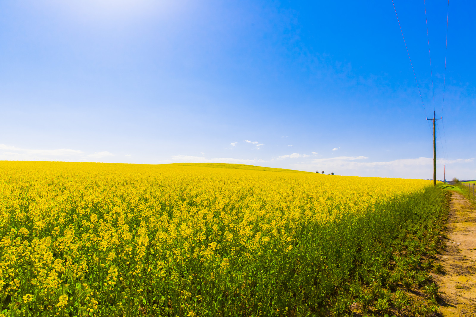 krajina, kopec, tráva, nebe, pole, žlutý, hospodařit, horizont, jaro, Austrálie, Canberra, řepkového, strom, květ, lučina, rostlina, řepka, zemědělství, louka, prostý, energie, NSW, divoká rostlina, prérie, oříznutí, venkov, vyrobit, kvetoucí rostlina, brassica, hořčice, hořčice závod, brassica rapa, hořčice a zelí rodina, ekoregion, Canolafield