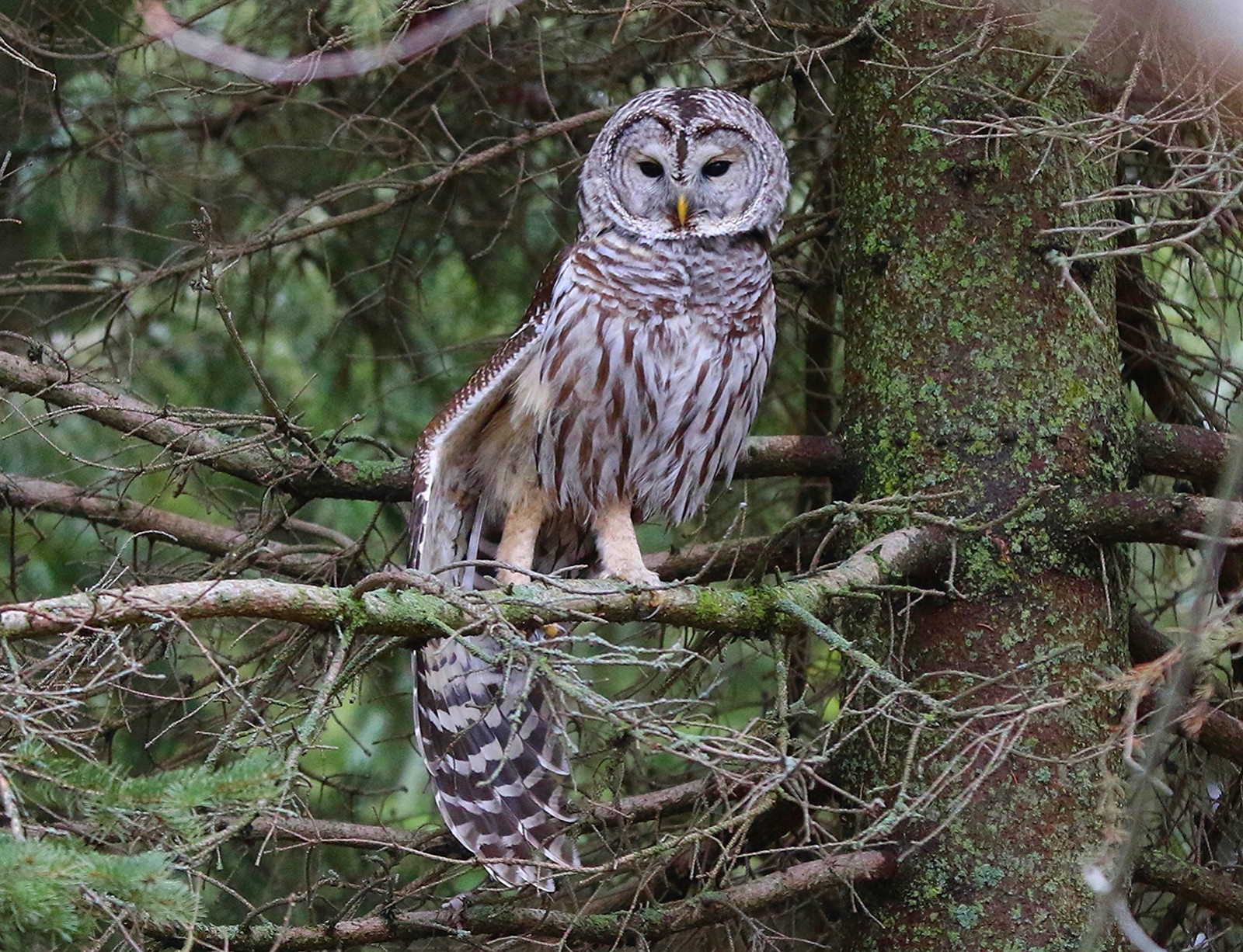 Wald, Schwanz, Natur, Ast, Tierwelt, Kanada, Talon, Raubvogel, Eule, kanadisch, Leben, Jäger, Schnabel, Steinbock, Ontario, Baum, Tier, Vogel, wild, Raubvogel, Feder, Kappe, Wald, Süd, Süd-, Flügel, Fauna, Humor, Große graue Eule, Kappen, Whitby, Barredowl