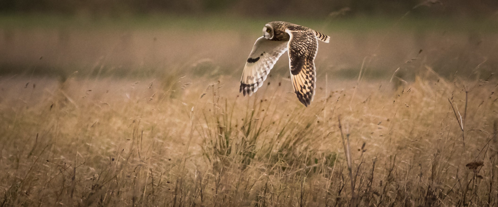 Volně žijících živočichů, sova, Gepard, lučina, fauna, savec, prérie, obratlovců