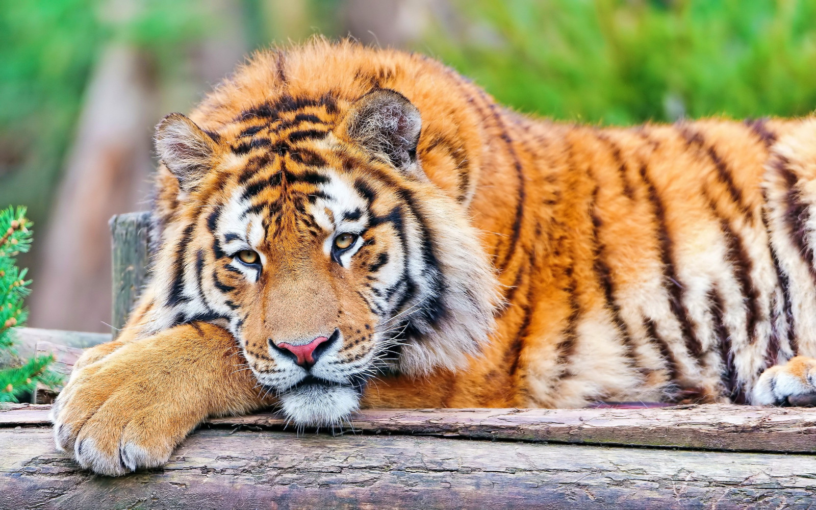 tiger, grass, big cat, carnivore, lie