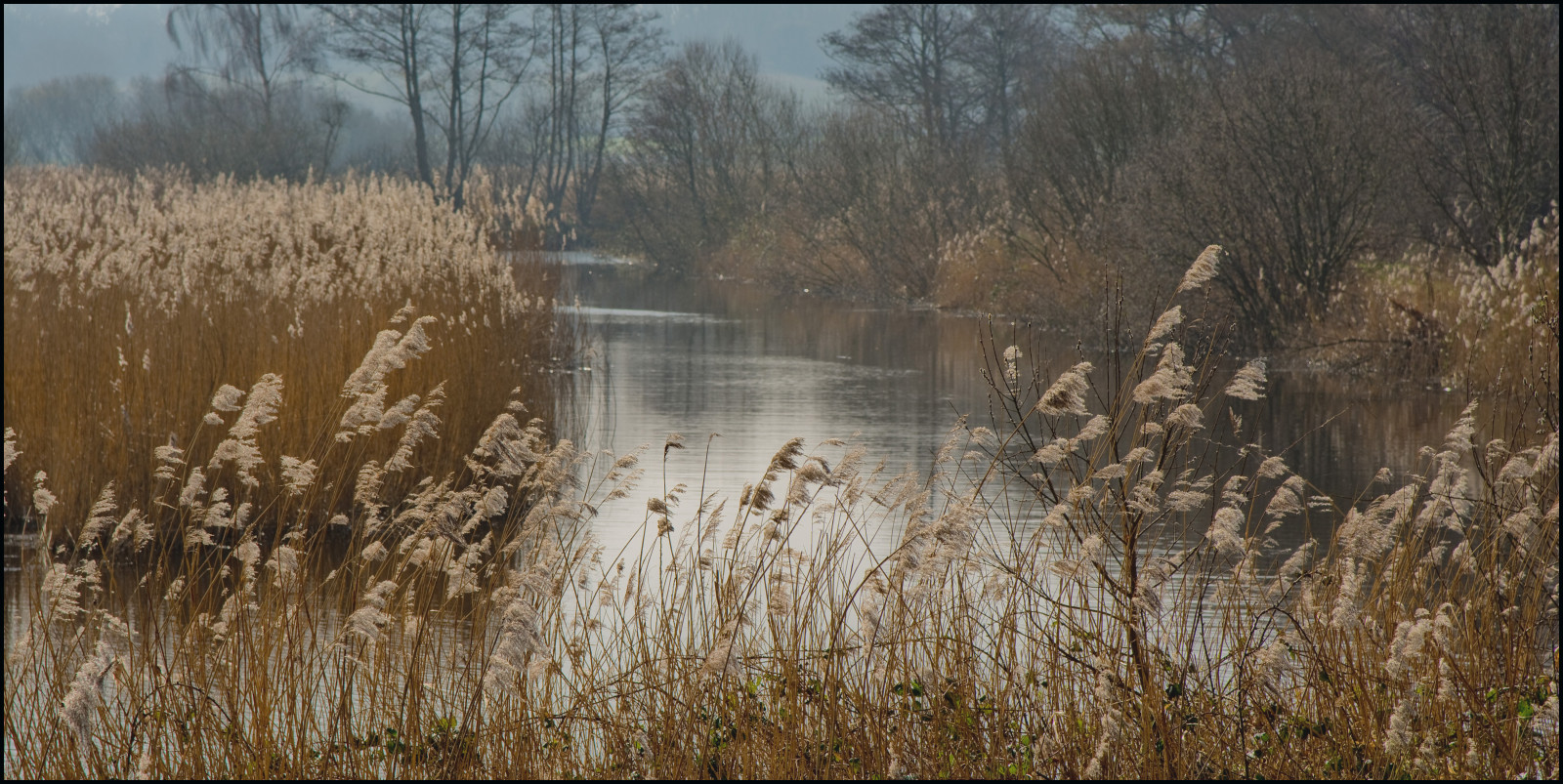 les, Příroda, odraz, tráva, ráno, mráz, Volně žijících živočichů, divočina, rybník, rákosí, bažina, mokřadní, 2014, strom, podzim, sezóna, přírodní rezervace, březen, fauna, nikond7100, přemet, zálesí, bažina, místo výskytu, přírodní prostředí, atmosférický jev, ekosystém, tráva rodina, photographybyjeremyfennell, somersetlevels, naturalengland, shapwickheath