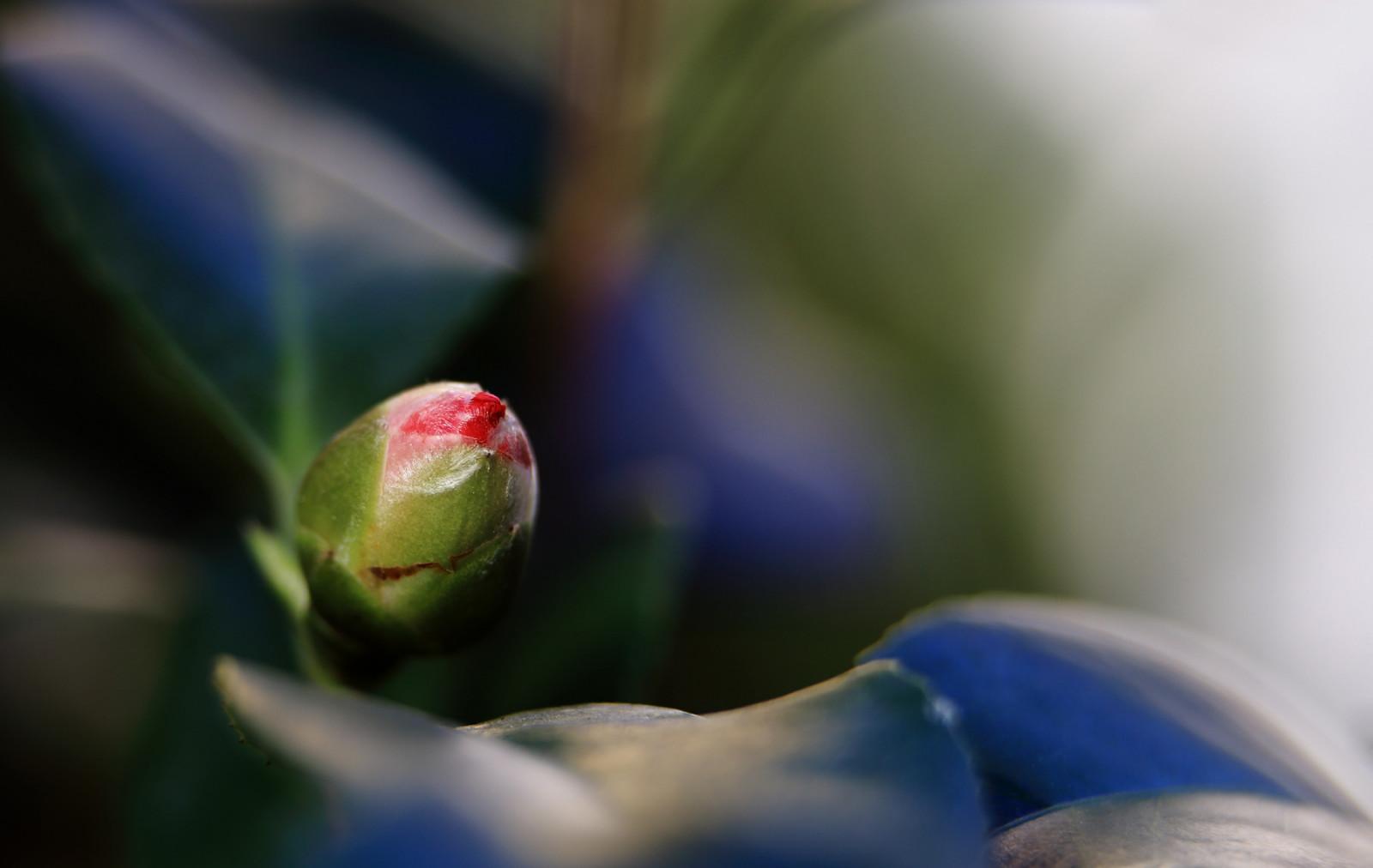 listy, jídlo, květiny, zahrada, Příroda, Červené, rostliny, fotografování, větev, Frankfurt, zelená, žlutý, modrý, květ, 2015, jaro, květinový, kamélie, barva, list, barvy, květ, rostlina, flóra, pupen, primavera, natur, barvy, gr n, okvětní lístek, 6d, Farben, trouchnivění, blau, fr hling, canoneos6d, Pflanzen, printemps, blumen, garten, anymotion, bl tter, počítač tapeta, vyrobit, suchozemská rostlina, kvetoucí rostlina, zblízka, makro fotografie, závod stonek, Knospe, Camelia, Kamelie, camelliajaponica