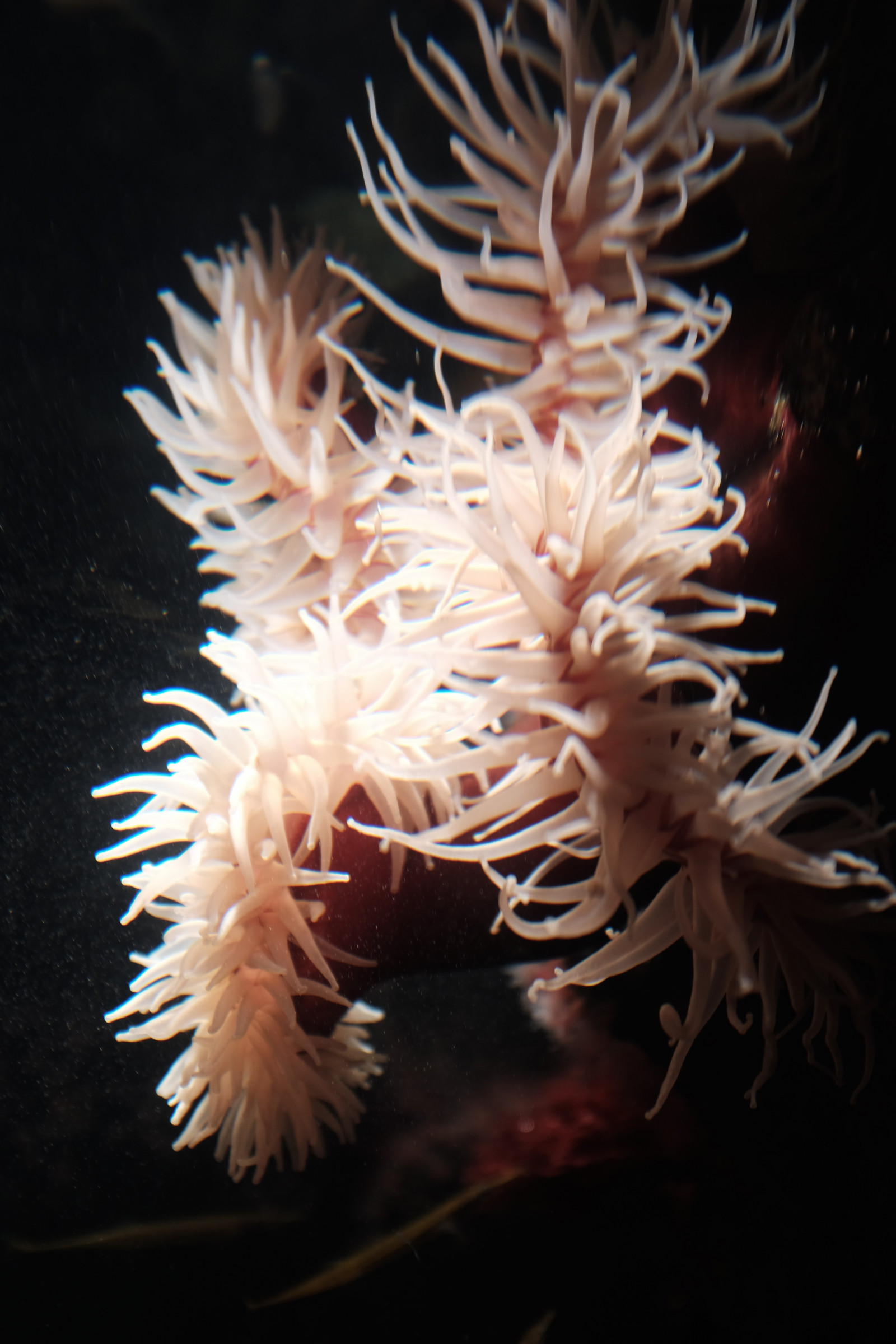 fisk, koral, Tokyo, Fujifilm, biologi, Fujinon, x, x100, x100t, Kasai, kasairinkaipark, tokyosealifepark, tæt på, makrofotografering, hvirvelløse, havbiologi, cnidaraproteiner, marine hvirvelløse dyr, Pomacentridae, søanemone