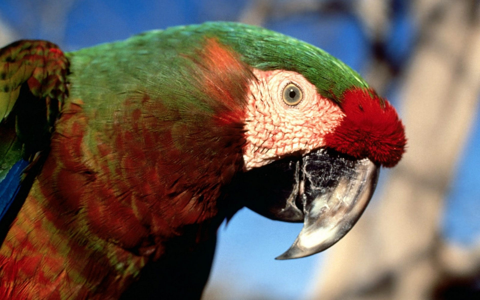 Wallpaper : parrot, color, colorful, beak 1920x1200 - 4kWallpaper ...