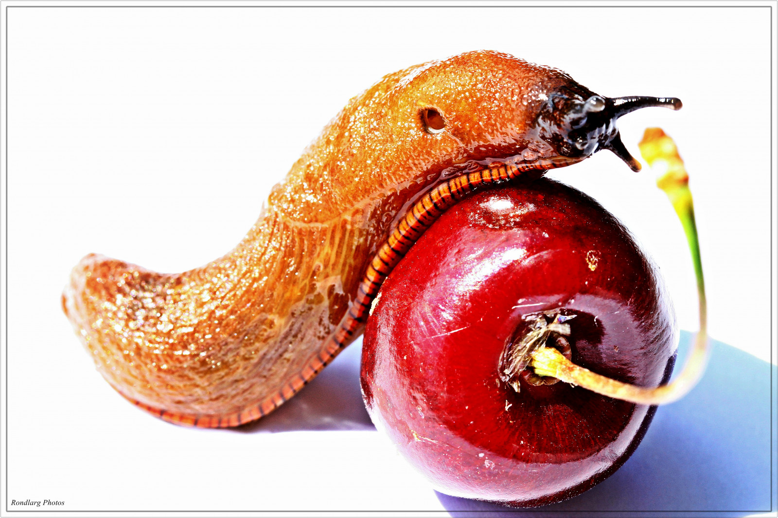 Příroda, makro, ovoce, hlemýžď, třešeň, zábava, highkey, makro, natur, 1001nights, 1001nightsmagiccity, zátiší fotografování, šneci a slimáci, schnecke, Kirsche, spass, natural foods