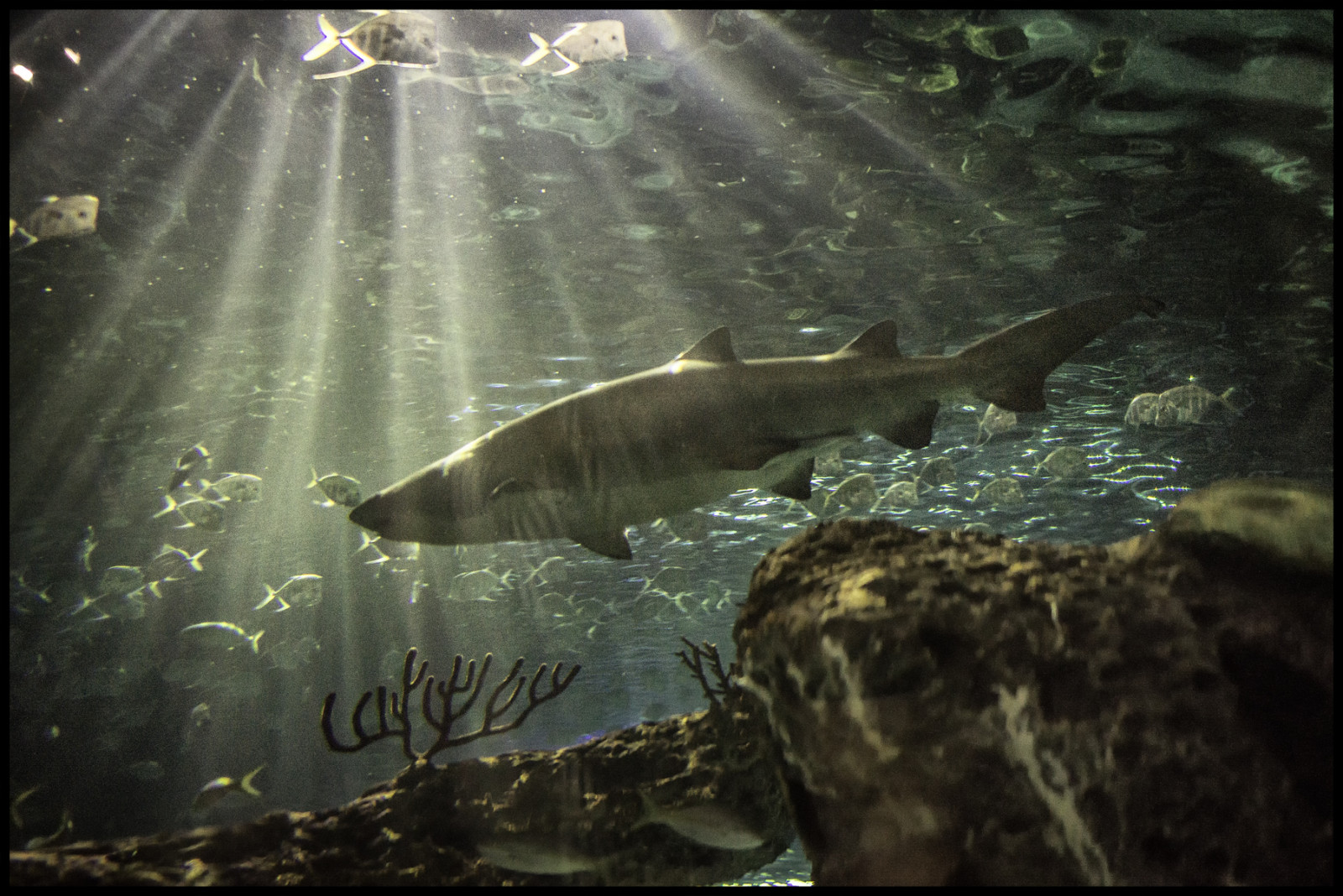 Toronto, voda, akvárium, žralok, Ripley