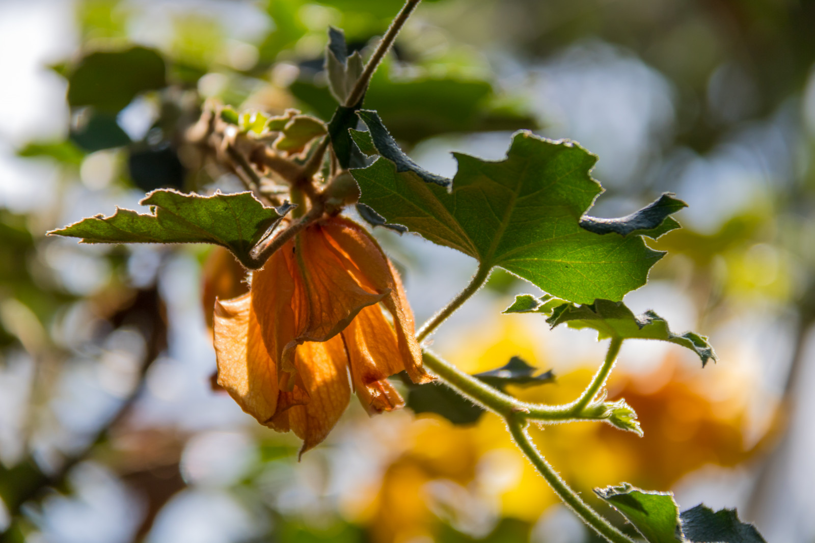 slunečnímu záření, jídlo, Příroda, větev, zelená, květ, jaro, strom, podzim, list, květ, rostlina, sezóna, flóra, Blomma, Lund, botaniskatr dg rden, v r, Botanická zahrada, fauna, divoká rostlina, vyrobit, botanika, suchozemská rostlina, kvetoucí rostlina, dřevina, zblízka, keř, makro fotografie, opadavý