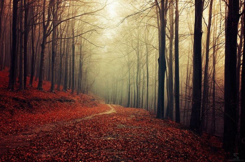 luce del sole, foresta, natura, fotografia, ramo, Alba luce del sole, foresta, natura, fotografia, ramo, Alba