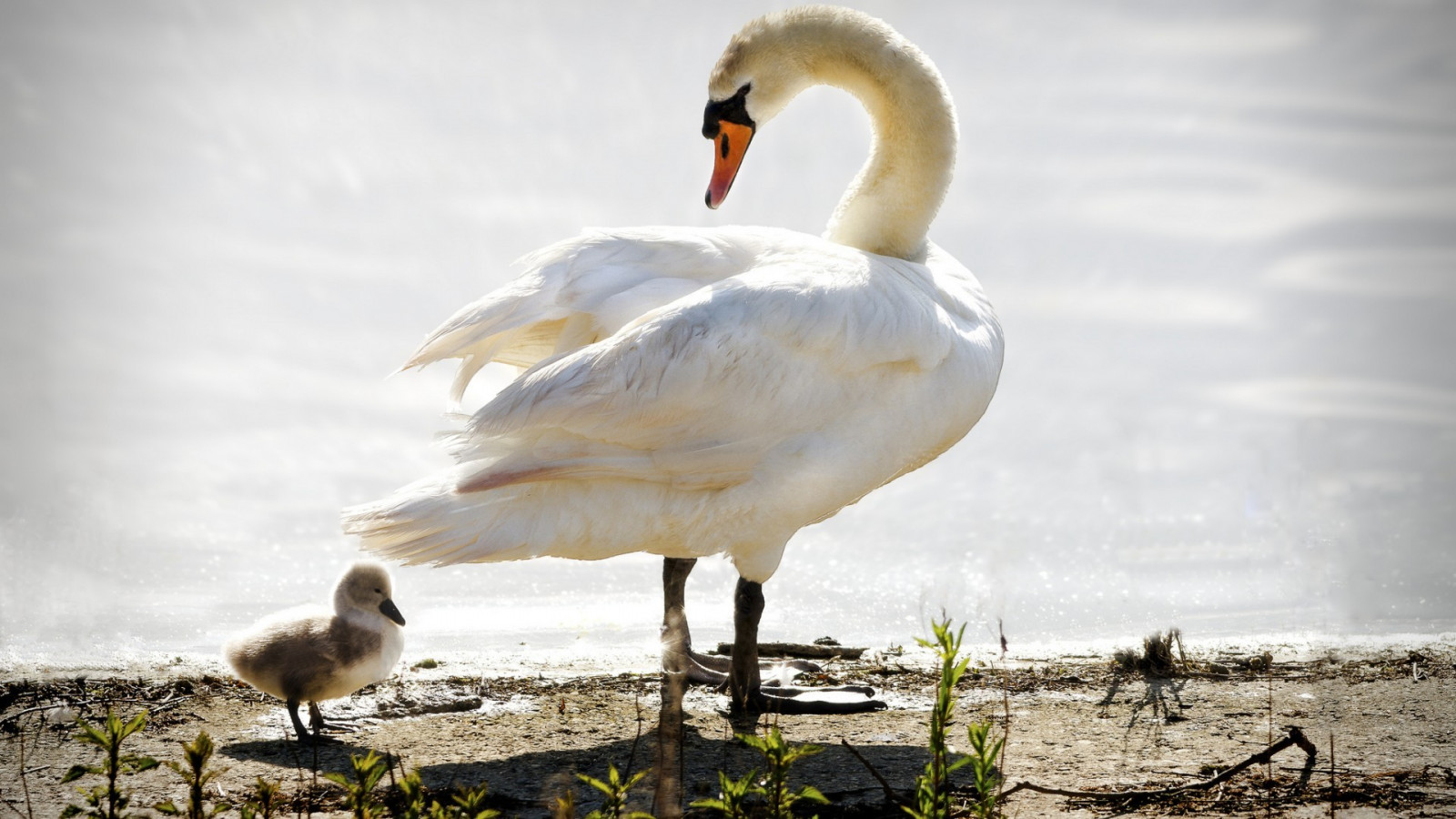 Duck Duck Goose Deutsch