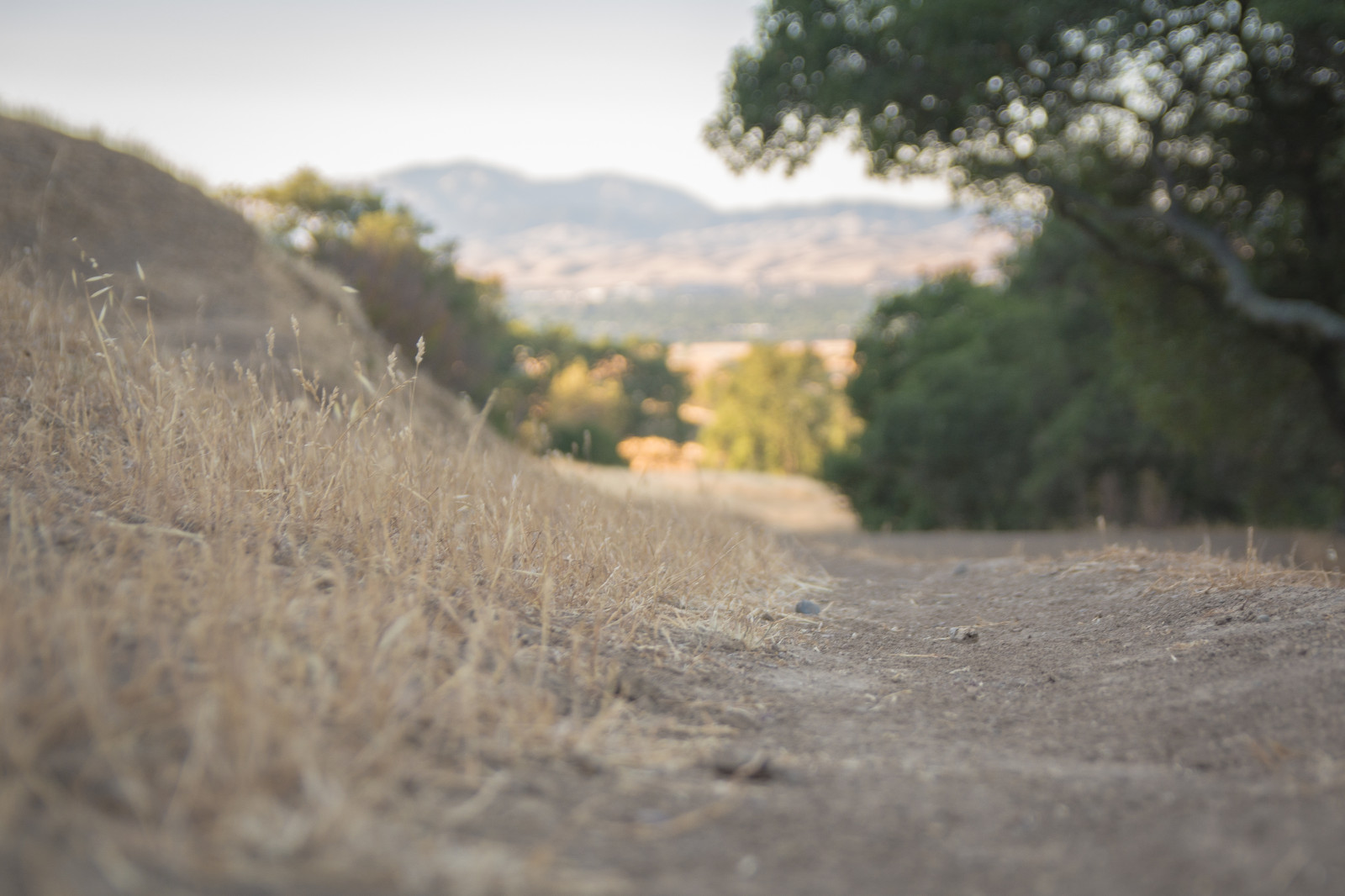 sf, Kalifornie, Fotoaparát, stromy, letní, hory, Příroda, pole, objektiv, záliv, denní světlo, Nikon, mt, zoom, bokeh, turistika, sigma, dny, hřbet, kůň, stezka, plocha, Diablo, MM, dSLR, severní, hloubka, F28, 1750mm, D7100