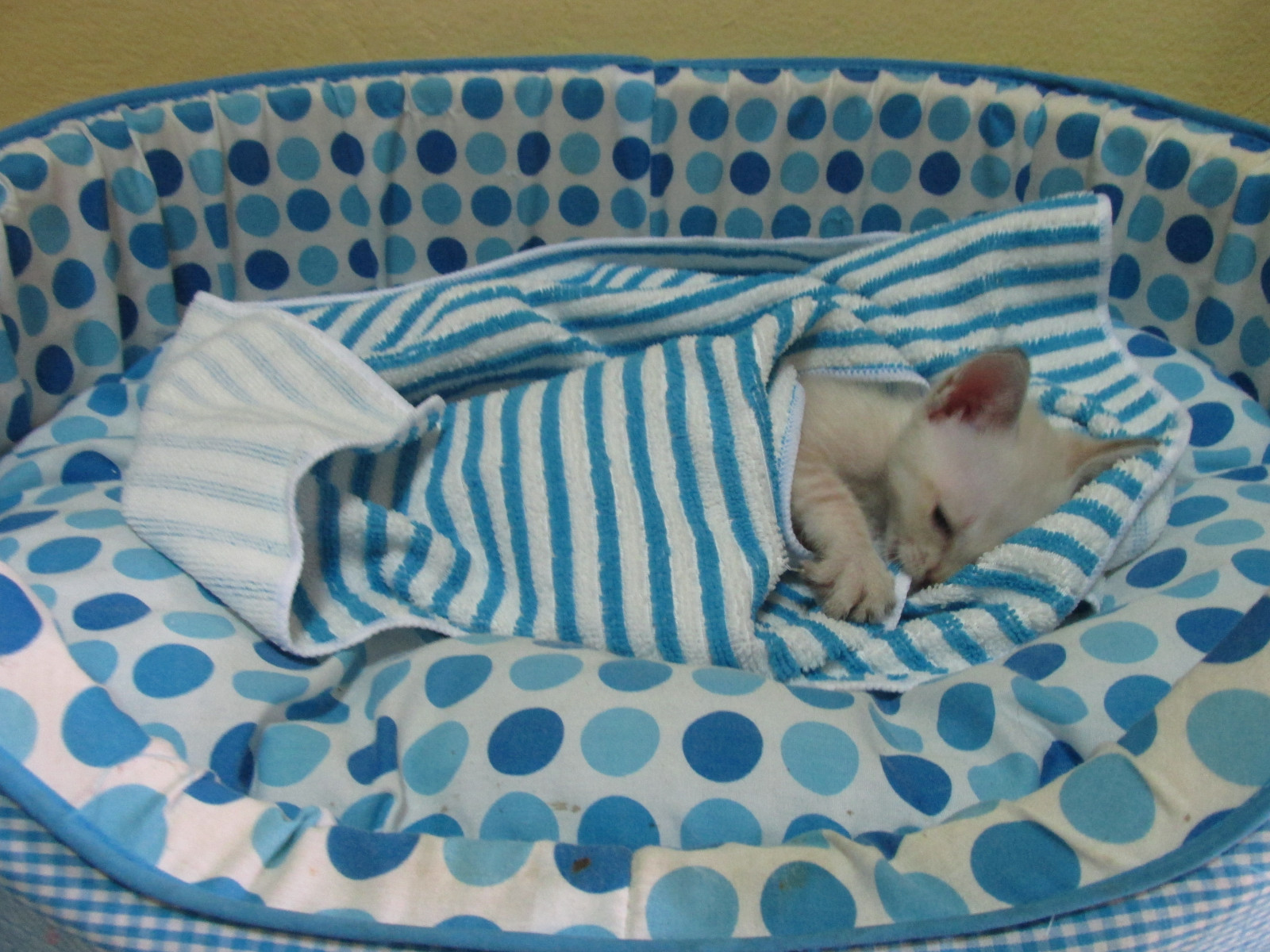 kočky, Domácí mazlíčci, zvěř, koťata, Domácnosti