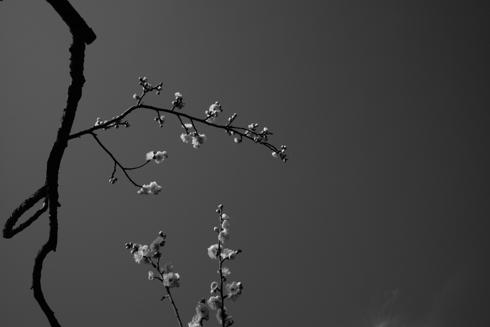 bílý, Černá, černobílý, fotografování, silueta, větev, Leica, Tokio, M, květ, tělesné, čára, tma, ikegamibaien, Ikegami, Summicron, summicron1235mm, type240, větvička, Černý a bílý, monochromatické fotografování, makro fotografie