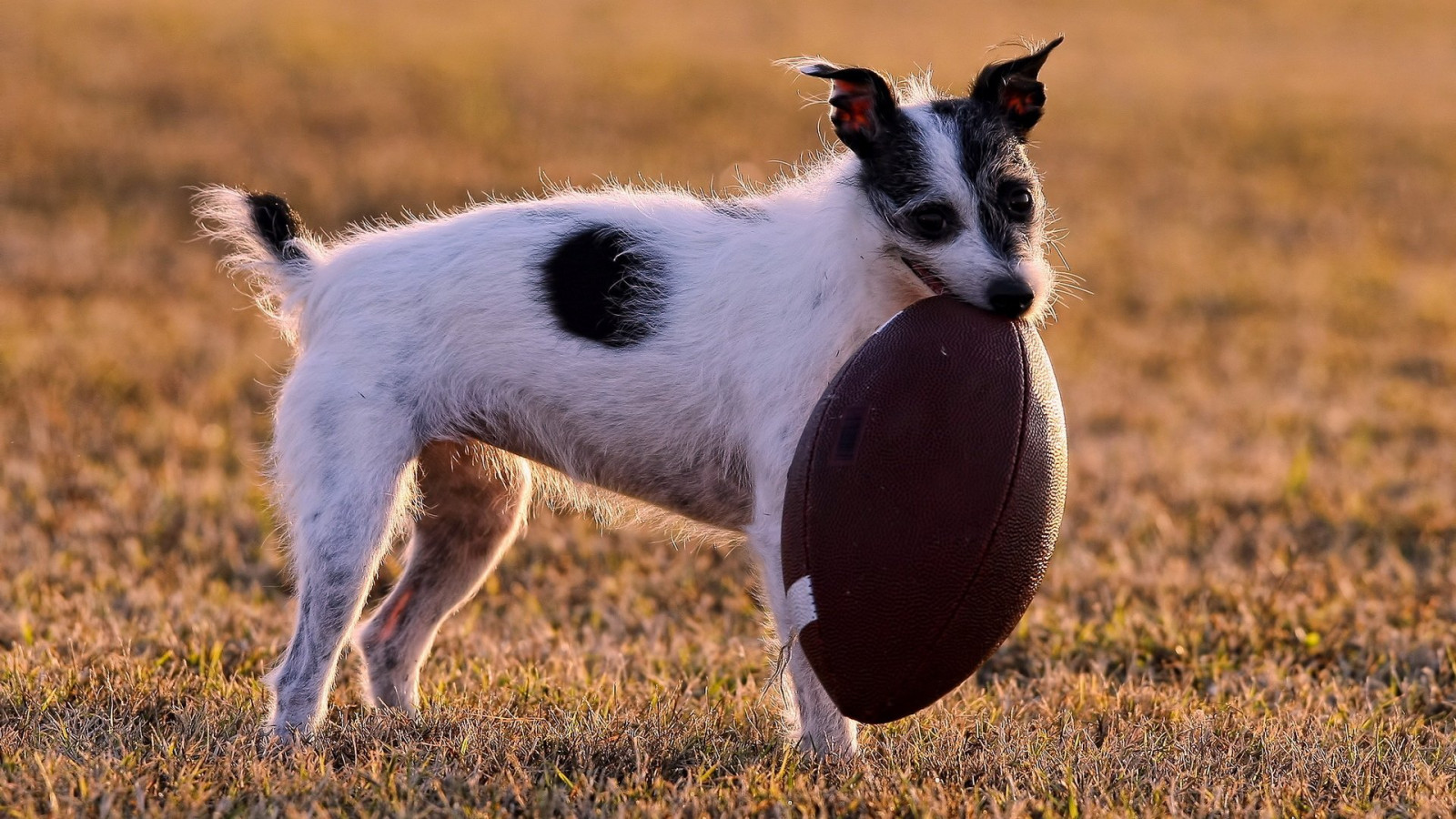 1920x1080 px, Tier, niedlich, Hund, Hunde, Frendly, Welpe