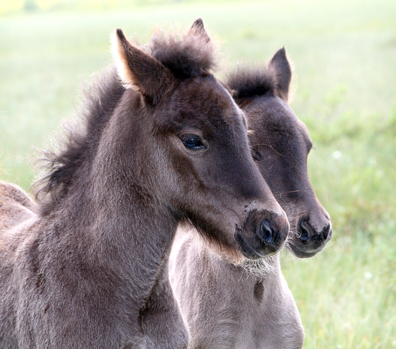 梅人館- 图37:  哈尼族哈尼族主要分布于云南，也有分布到寮国泰国。他们跟其他少数民族一样，能歌善舞，最著名的有棕扇舞。他们的房子结构叫做蘑菇屋，一般有三层楼，一楼饲养家畜，二楼为人居住，三楼囤粮。他们的新年是在农历十月，庆祝半个月。  | Facebook, image size:1500x1320