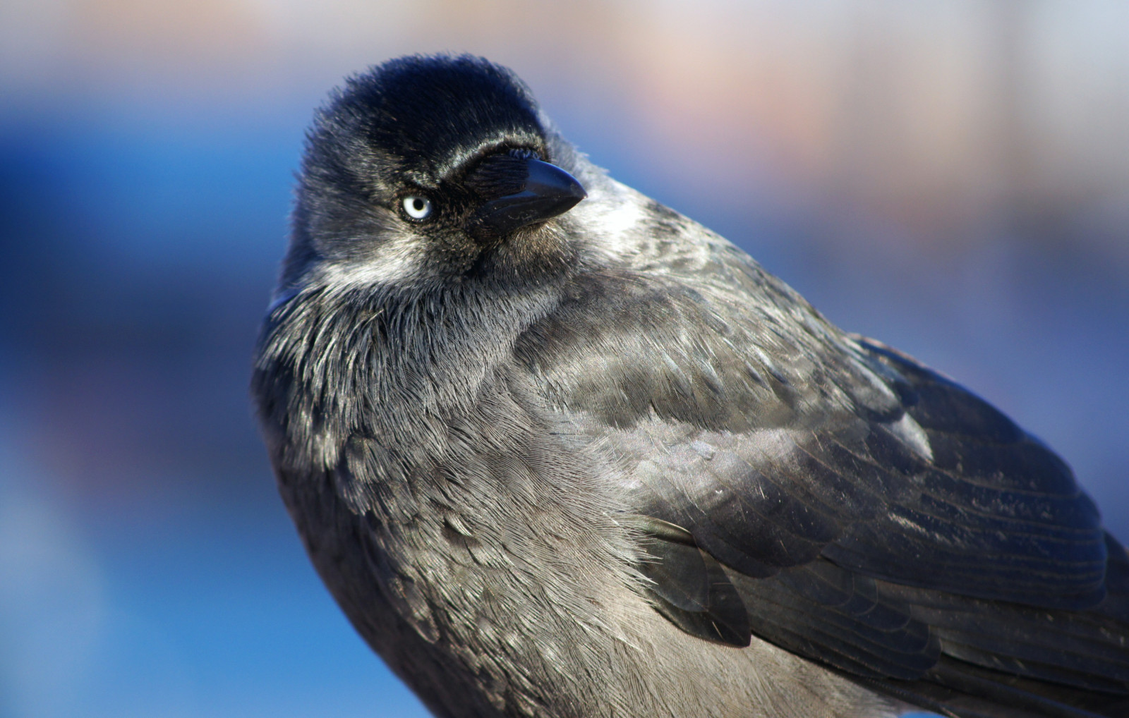ptactvo, zvěř, Příroda, modrý, Volně žijících živočichů, zobák, pták, křídlo, fauna, prohlížení pták, obratlovců, zblízka, makro fotografie, Cinclidae, Emberizidae