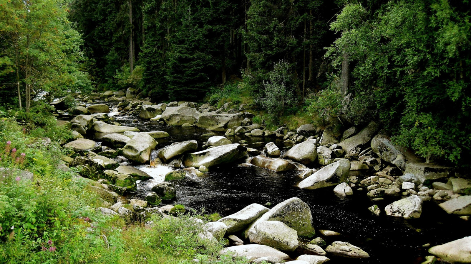 paesaggio, foresta, acqua, roccia, natura, fiume, valle, natura selvaggia, giungla, ruscello, foresta pluviale, burrone, albero, alveo, vegetazione, Rapido, torrente, bosco, habitat, ambiente naturale, caratteristica geografica, ecosistema, vecchia foresta di crescita, giochi d'acqua
