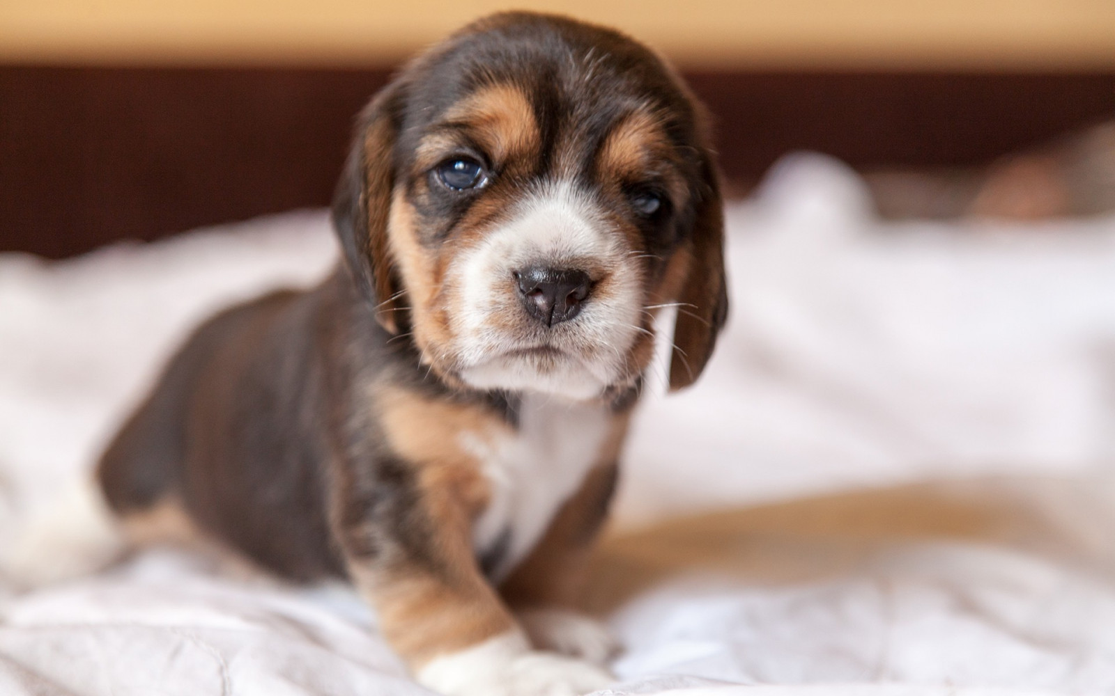 zvěř, Pes, kníry, štěně, 1920x1200 px, čenich, pes jako savec, psí plemeno skupina, carnivoran, psí kříženci, psí plemeno, ohař, beagle, kapsa bígl, štěněcí láska, companion dog