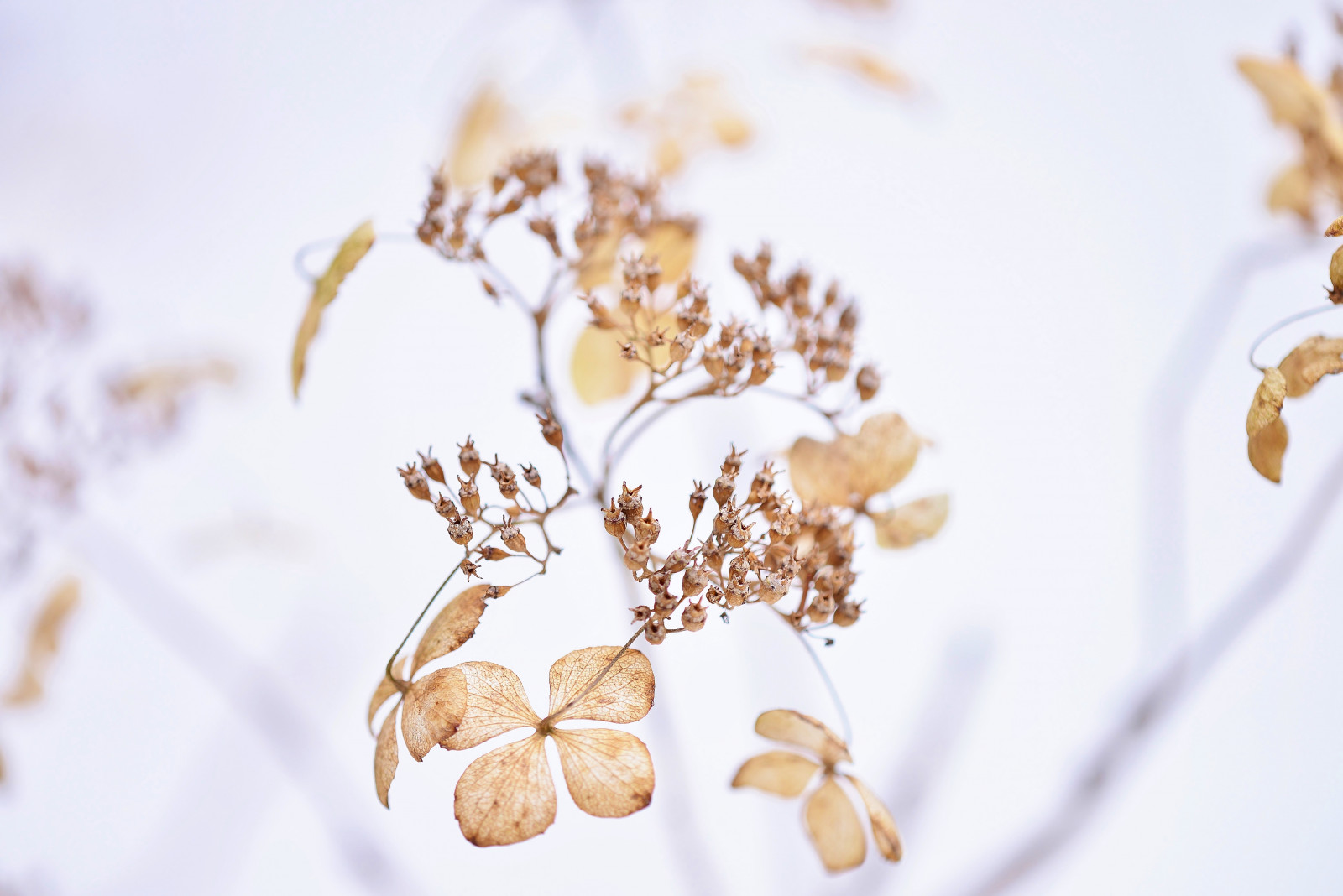 foresta, cibo, la neve, inverno, ramo, fiorire, primavera, ortensia, foglia, fiore, pianta, stagione, petalo, ramoscello, produrre, avvicinamento, fotografia macro, gusto