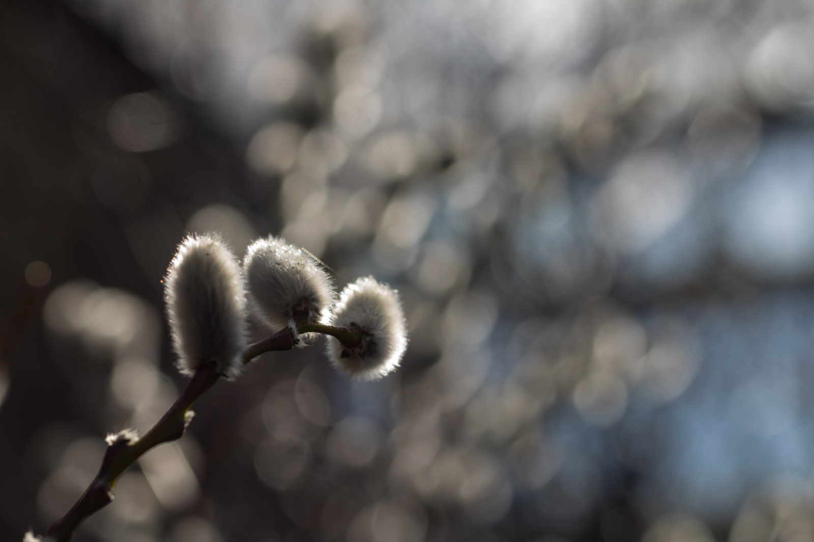 slunečnímu záření, Příroda, sníh, zima, větev, mráz, jaro, zmrazení, Vrba, mrak, strom, podzim, list, květ, počasí, rostlina, sezóna, Lund, botaniskatr dg rden, v r, Botanická zahrada, viz, zblízka, makro fotografie