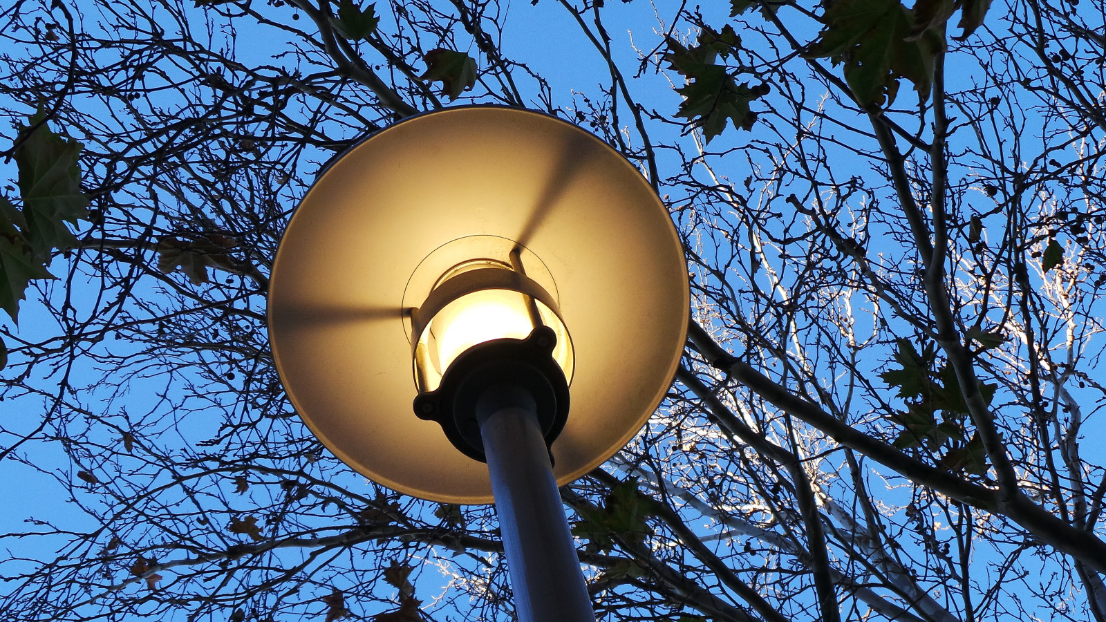 สีน้ำเงิน, ฤดูหนาว, ท้องฟ้า, สีขาว, ต้นไม้, ใบไม้, แดด, สีเหลือง, สุดท้าย, เครื่องบิน, เรืองแสง, ไฟถนน, สาขา, ซัมซุง, รอบ, แอดิเลด, ไม่มีเมฆ, kingwilliamstreet, theen