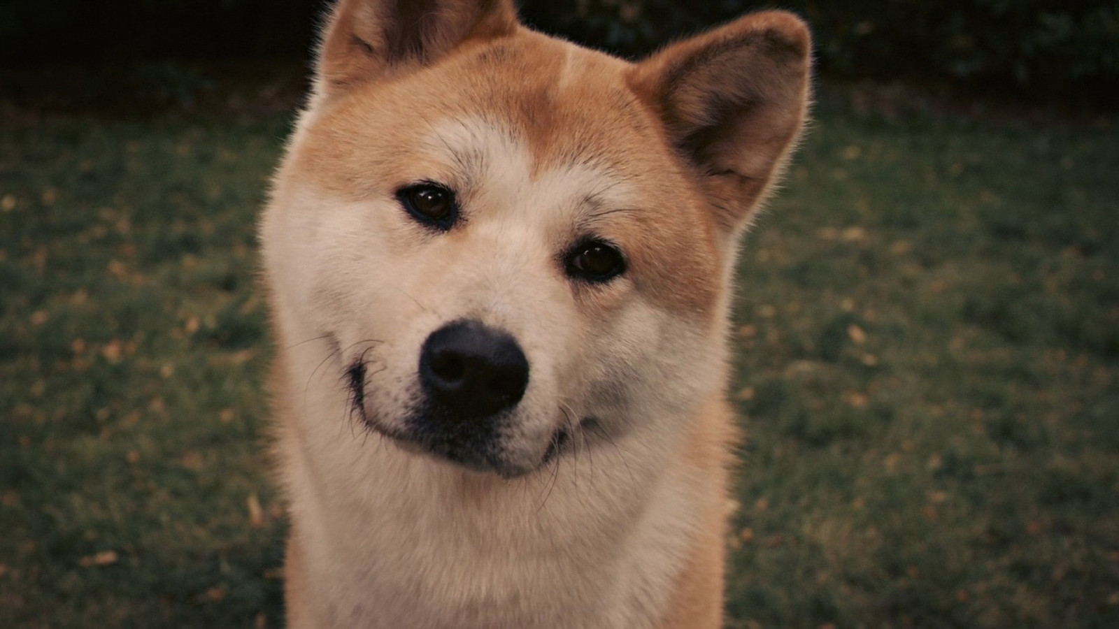 akita inu, pes, tvár, oči, tráva, Hachiko