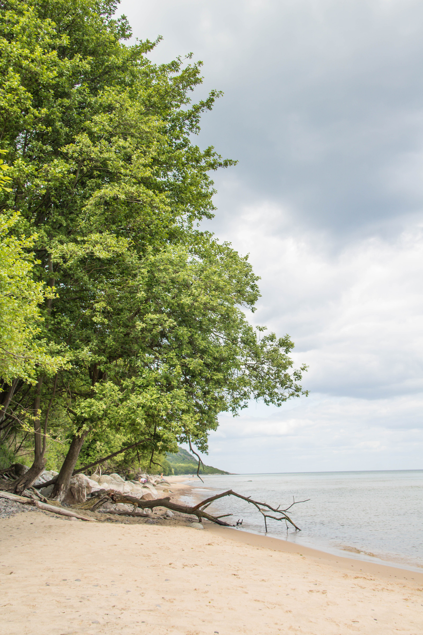 hav, sand, strand, afdeling, kyst, træ, blad, plante, streng, hav, Sterlen, stersj n, kust, exif model canoneos760d, kamera gør kanon, kameramodel canoneos760d, geolocation, exif linse efs18200mmf3556is, exif gøre kanon, exif isospeed 100, exif åbningen 80, exif focallength 28mm, kn b ckshusen, vedplante