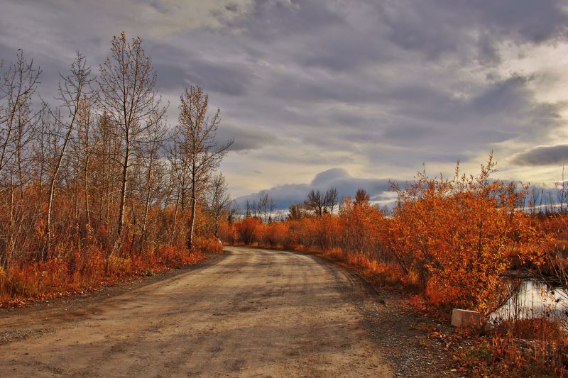 nebe, Příroda, strom, mrak, list, podzim