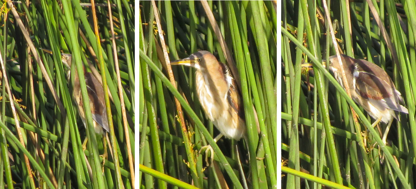 collage, græs, dyreliv, næb, Lightroom, plante, fugl, Fuglekiggeri, fauna, økosystem, græs familie, Phragmites, rørdrum, southerncaliforniabirds, rarebird, Fosters, ixobrychusexilis, ballonafreshwatermarsh, petitblongios, friendsofballona, birdwatchinglosangeles, pekabo90401, birdsofballona, festgræs